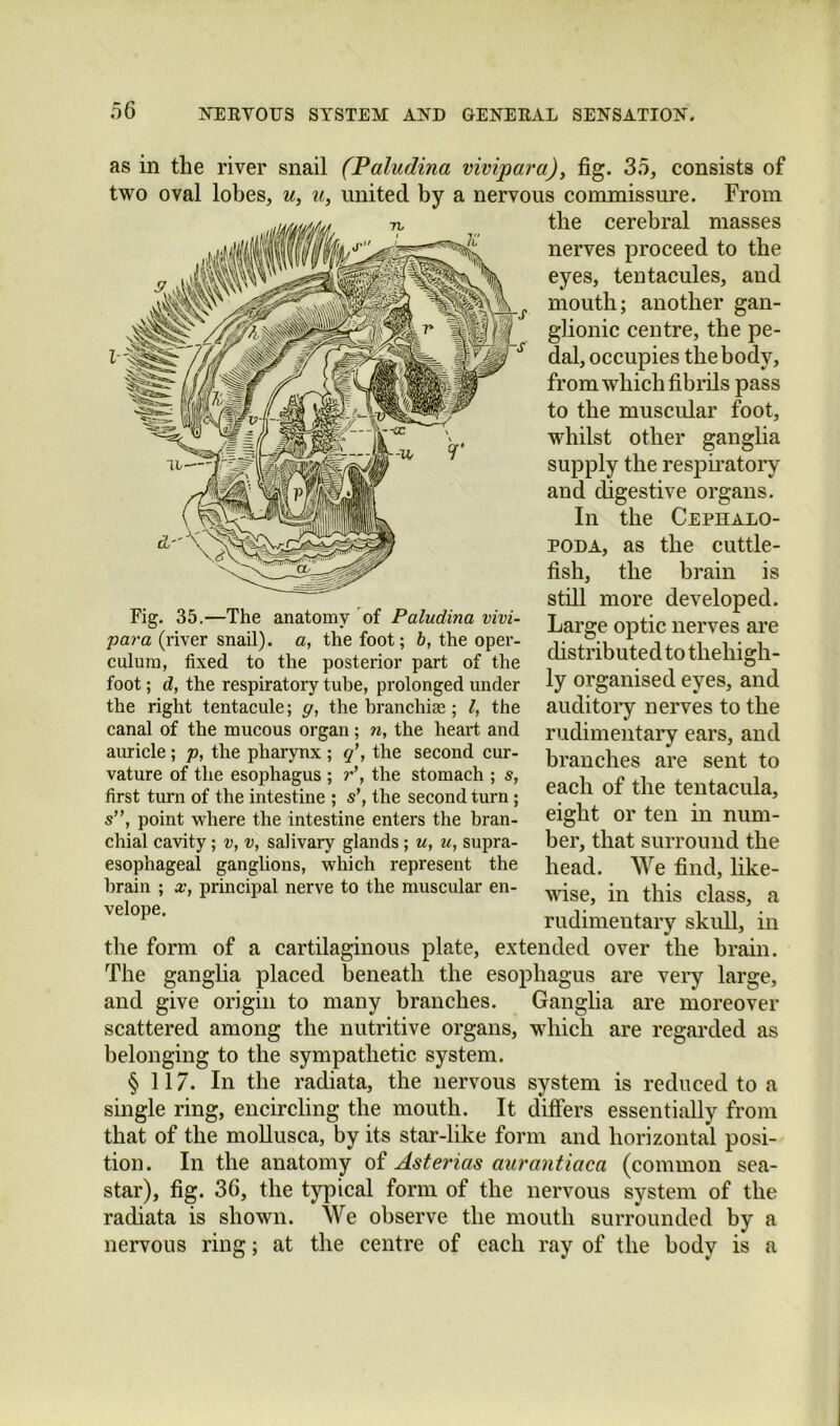 o6 as in the river snail (Paludina vivipara), fig. 3.5, consists of two oval lobes, w, united by a nervous commissure. From the cerebral masses nerves proceed to the eyes, tentacules, and mouth; another gan- glionic centre, the pe- dal, occupies the body, from which fibrils pass to the muscular foot, whilst other ganglia supply the respiratory and digestive organs. In the Cephalo- poda, as the cuttle- fish, the brain is still more developed. Large optic nerves are distributed to thehigh- ly organised eyes, and auditoiy nerves to the rudimentary ears, and branches are sent to each of the tentacula, eight or ten in num- ber, that surround the head. We find, like- vdse, in this class, a Fig. 35.—The anatomy of Paludina vivi- para (river snail), a, the foot; b, the oper- culum, fixed to the posterior part of the foot; d, the respiratory tube, prolonged under the right tentacule; p, the branchiae; I, the canal of the mucous organ; n, the heart and auricle; p, the pharynx ; the second cur- vature of the esophagus ; r\ the stomach ; s, first turn of the intestine ; s’, the second turn; s”, point where the intestine enters the bran- chial cavity; v, v, salivary glands ; u, u, supra- esophageal gangUons, which represent the brain ; x, principal nerve to the muscular en- velope. rudimentary skull, in the form of a cartilaginous plate, extended over the brain. The gangha placed beneath the esophagus are very large, and give origin to many branches. Ganglia are moreover scattered among the nutritive organs, which are regarded as belonging to the sympathetic system. § 117. In the radiata, the nervous system is reduced to a single ring, encircling the mouth. It differs essentially from that of the moUusca, by its star-like form and horizontal posi- tion. In the anatomy of Asterias aurantiaca (common sea- star), fig. 36, the typical form of the nervous system of the radiata is shown. We observe the mouth surrounded by a nervous ring; at the centre of each ray of the body is a