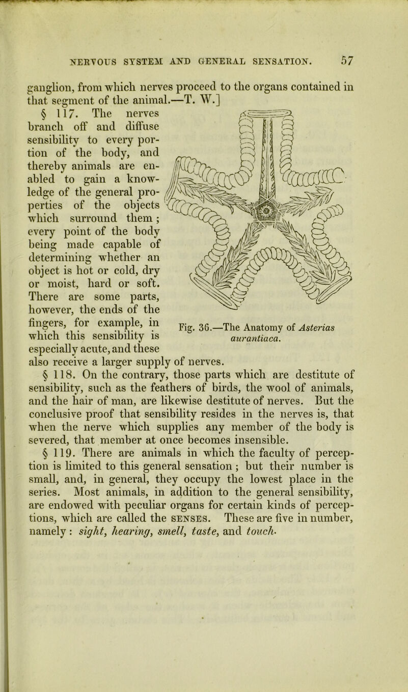 ganglion, from which nerves proceed to the organs contained in that segment of the animal.—T. W.] § 117. The nerves branch off and diffuse sensibility to every por- tion of the body, and thereby animals are en- abled to gain a know- ledge of the general pro- perties of the objects which surround them; every point of the body being made capable of determining whether an object is hot or cold, dry or moist, hard or soft. There are some parts, however, the ends of the fingers, for example, in which this sensibility is especially acute, and these also receive a larger supply of nerves. § 118. On the contrary, those parts which are destitute of sensibihty, such as the feathers of birds, the wool of animals, and the hair of man, are hkewise destitute of nerves. But the conclusive proof that sensibility resides in the nerves is, that when the nerve which supphes any member of the body is severed, that member at once becomes insensible. § 119. There are animals in which the faculty of percep- tion is hmited to this general sensation ; but their number is small, and, in general, they occupy the lowest place in the series. Most animals, in addition to the general sensibihty, are endowed with pecuhar organs for certain kinds of percep- tions, which are called the senses. These are five in number, namely : sight, hearing, smell, taste, and touch.