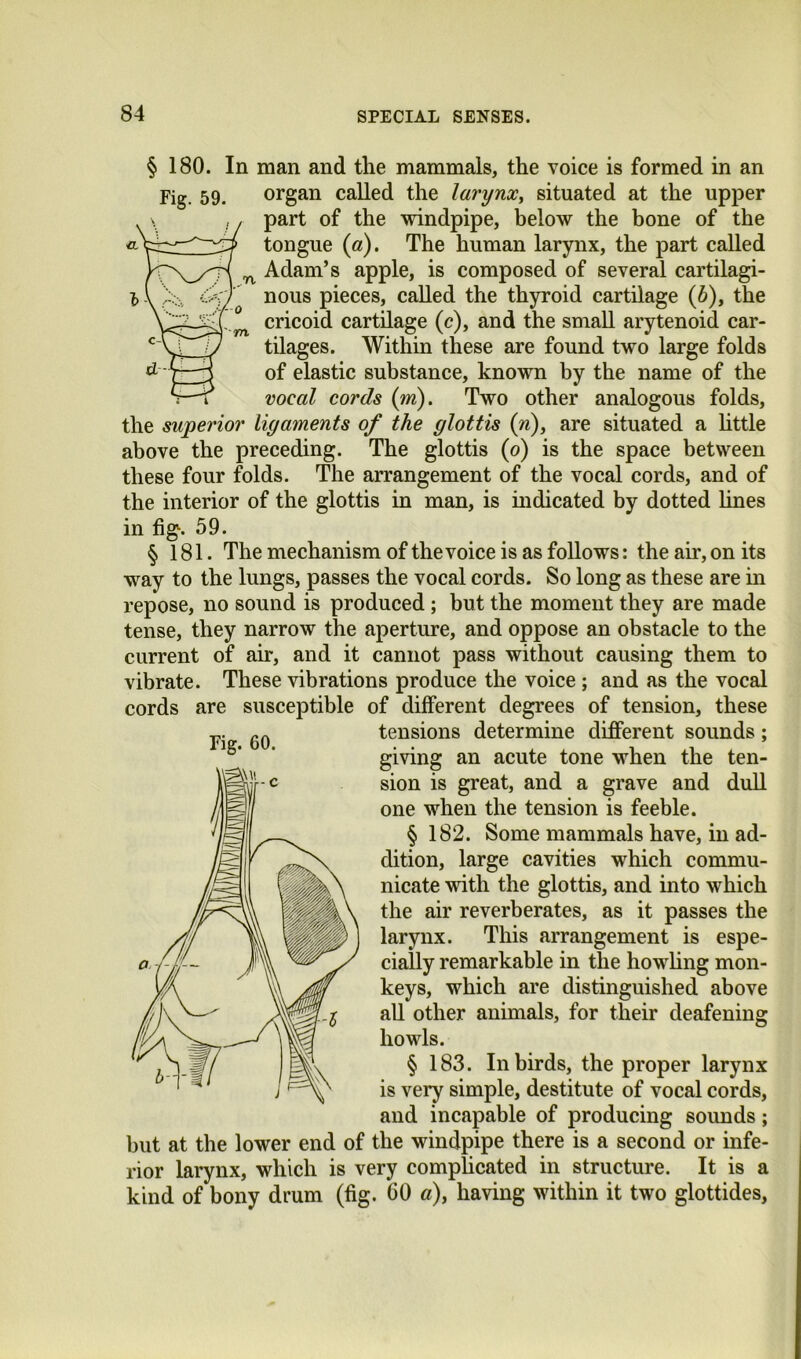 § 180. In man and the mammals, the voice is formed in an Fig. 59. organ called the larynxy situated at the upper part of the windpipe, below the bone of the tongue (a). The human larynx, the part called Adam’s apple, is composed of several cartilagi- nous pieces, called the thyroid cartilage (6), the cricoid cartilage (c), and the small arytenoid car- tilages. Within these are found two large folds of elastic substance, known by the name of the vocal cords (m). Two other analogous folds, the superior Ligaments of the glottis {n)y are situated a httle above the preceding. The glottis (o) is the space between these four folds. The arrangement of the vocal cords, and of the interior of the glottis in man, is indicated by dotted lines in fig. 59. § 181. The mechanism of the voice is as follows: the air, on its way to the lungs, passes the vocal cords. So long as these are in repose, no sound is produced; but the moment they are made tense, they narrow the aperture, and oppose an obstacle to the current of air, and it cannot pass without causing them to vibrate. These vibrations produce the voice ; and as the vocal cords are susceptible of different degrees of tension, these tensions determine different sounds; giving an acute tone when the ten- sion is great, and a grave and dull one when the tension is feeble. §182. Some mammals have, in ad- dition, large cavities which commu- nicate with the glottis, and into which the air reverberates, as it passes the larynx. This arrangement is espe- cially remarkable in the howhng mon- keys, which are distinguished above all other animals, for their deafening howls. § 183. In birds, the proper larynx is very simple, destitute of vocal cords, and incapable of producing sounds; but at the lower end of the windpipe there is a second or infe- rior larynx, which is very compUcated in structure. It is a kind of bony drum (fig. 60 o), having within it two glottides, Fig. 60.