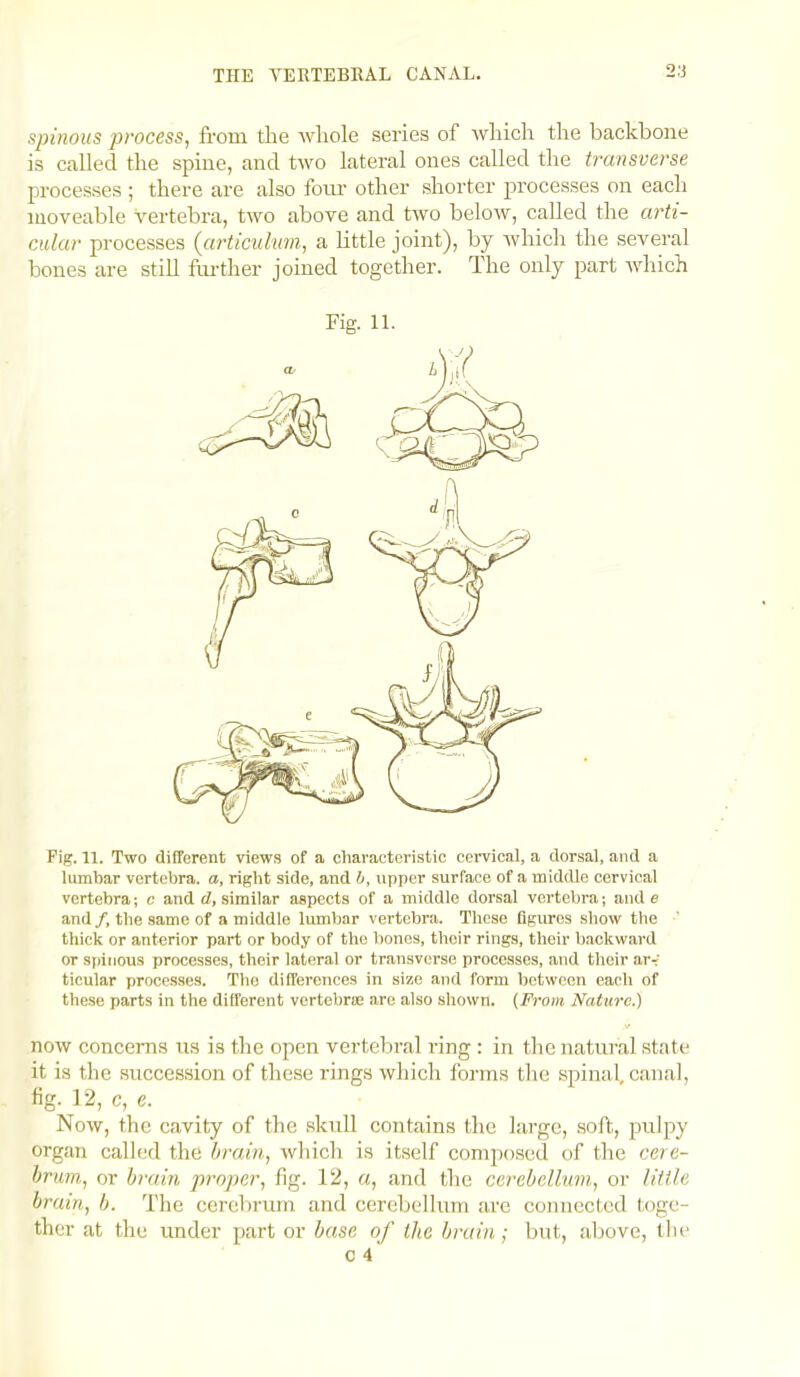 THE A’EETEBRAL CANAL. 2;j spinous process, from the whole series of which the backbone is called the spine, and two lateral ones called the transverse processes ; there are also four other shorter processes on each moveable vertebra, two above and two below, called the arti- cular processes {cirticuluin, a little joint), by Avhich the several bones are still ftirther joined together. The only part Avhich Fig. 11. Fig. 11. Two different view.s of a characteristic cervical, a dorsal, and a lumbar vertebra, a, right side, and b, upper surface of a middle cervical vertebra; c and d, similar aspects of a middle dorsal vertebra; and e and /, the same of a middle lumbar vertebra. These figures show tlie thick or anterior part or body of the bones, their rings, their backward or spinous processes, their lateral or transverse processes, and their ar- ticular processes. The differences in size and form between each of these parts in the different vertebrse are also shown. (From Nature.) now concerns us is the open vertebral ring : in the natural state it is the succession of these rings which forms the spinal, canal, fig. 12, c, e. _ Now, the cavity of the skull contains the large, soft, pulpy organ called the brain, which is itself composed of the cere- brum, or brain proper, fig. 12, a, and the cerebellum, or little brain, b. The cerebrum and cerebellum are connected toge- ther at the under jiart or base of the brain; but, above, tlie