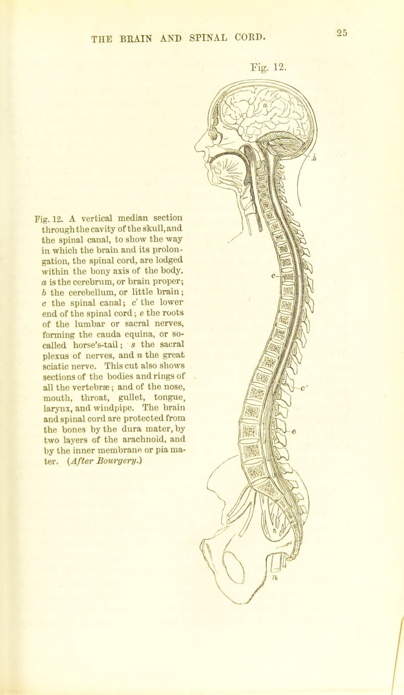 THE BHAIN AND SPINAL CORD. Fig. 12. A vertical median section through the cavity of the skull, and the spinal canal, to show the way in which the brain and its prolon- gation, the spinal cord, are lodged within the bony axis of the body. a is the cerebrum, or brain proper; b the cerebellum, or little brain; c the spinal canal; o' the lower end of the spinal cord; e the roots of the lumbar or sacral nerves, forming the cauda equina, or so- called horse’s-taU; s the sacral plexus of nerves, and n the great sciatic nerve. This cut also shows sections of the bodies and rings of all the vertebrae; and of the nose, mouth, throat, gullet, tongue, larynx, and windpipe. The brain and spinal cord are protected from the bones by the dura mater, by two layers of the arachnoid, and by the inner membrane or pia ma- ter. {After Bourgery.)