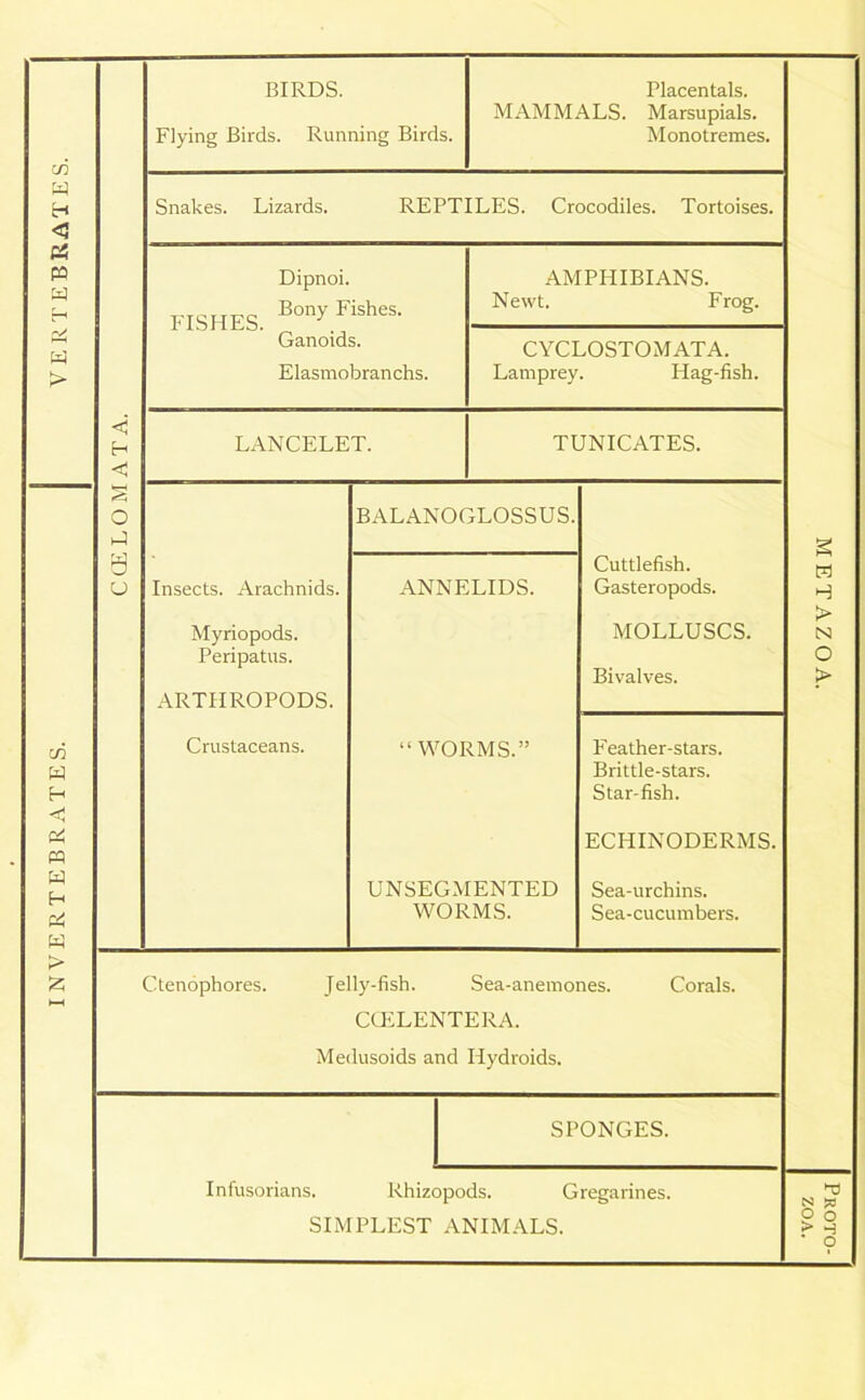 INVERTEBRATES. VERTEBRATES. Flying Birds. Running Birds. MAMMALS. Marsupials. Monotremes. Snakes. Lizards. REPTILES. Crocodiles. Tortoises. Dipnoi. FISHES. Bony Fishes- Ganoids. Elasmobranchs. AMPHIBIANS. Newt. Frog. CYCLOSTOMATA. Lamprey. Hag-fish. LANCELET. TUNICATES. BALANOGLOSSUS. Insects. Arachnids. Myriopods. Peripatus. ARTHROPODS. ANNELIDS. Cuttlefish. Gasteropods. MOLLUSCS. Bivalves. Crustaceans. “ WORMS.” Feather-stars. Brittle-stars. Star-fish. ECHINODERMS. UNSEGMENTED WORMS. Sea-urchins. Sea-cucumbers. Ctenophores. Jelly-fish. Sea-anemones. CCELENTERA. Metlusoids and Hydroids. SPONGES. Infusorians. Rhizopods. Gregarines. SIMPLEST ANIMALS. Corals. METAZOA. I Proto-
