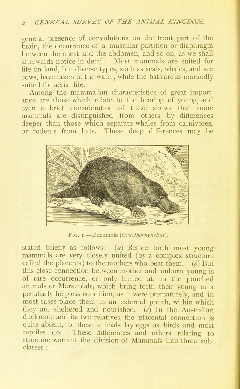 general presence of convolutions on the front part of the brain, the occurrence of a muscular partition or diaphragm between the chest and the abdomen, and so on, as we shall afterwards notice in detail. Most mammals are suited for life on land, but diverse types, such as seals, whales, and sea cows, have taken to the water, while the bats are as markedly suited for aerial life. Among the mammalian characteristics of great import- ance are those which relate to the bearing of young, and even a brief consideration of these shows that some mammals are distinguished from others by differences deeper than those which separate whales from carnivores, or rodents from bats. These deep differences may be Fig. i.—Duckmole (Ornithorhynchus). stated briefly as follows:—(a) Before birth most young mammals are very closely united (by a complex structure called the placenta) to the mothers who bear them, (b) But this close connection between mother and unborn young is of rare occurrence, or only hinted at, in the pouched animals or Marsupials, which bring forth their young in a peculiarly helpless condition, as it were prematurely, and in most cases place them in an external pouch, within which they are sheltered and nourished, (c) In the Australian duckmole and its two relatives, the placental connection is quite absent, for these animals lay eggs as birds and most reptiles do. These differences and others relating to structure warrant the division of Mammals into three sub- classes :—
