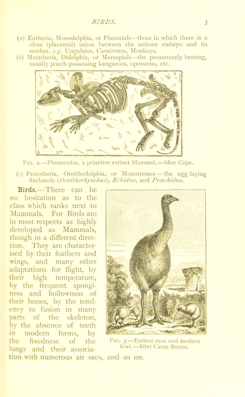 (a) Eutheria, Monodelphia, or Placentals—those in which there is a close (placental) union between the unborn embryo and its mother, e.g. Ungulates, Carnivores, Monkeys. (h) Metatheria, Didelphia, or Marsupials—the prematurely bearing, usually pouch-possessing kangaroos, opossums, etc. Fig. 2.—Phenacodus, a primitive extinct Mammal.—After Cope. (r) Prototheria, Ornithodelphia, or Monotremes — the egg-laying duckmole (Omithorhynchus), Echidna, and Proechuina. Birds.—There can be no hesitation as to the class which ranks next to Mammals. For Birds are in most respects as highly developed as Mammals, though in a different direc- tion. They are character- ised by their feathers and wings, and many other adaptations for flight, by their high temperature, by the frequent spongi- ness and hollowness of their bones, by the tend- ency to fusion parts of the by the absence in modern forms, the fixedness of the Fig. 3.—-Extinct moa and modern kiwi.—After Carus Sterne. in many skeleton, of teeth by the lungs and their associa- tion with numerous air sacs, and so on.