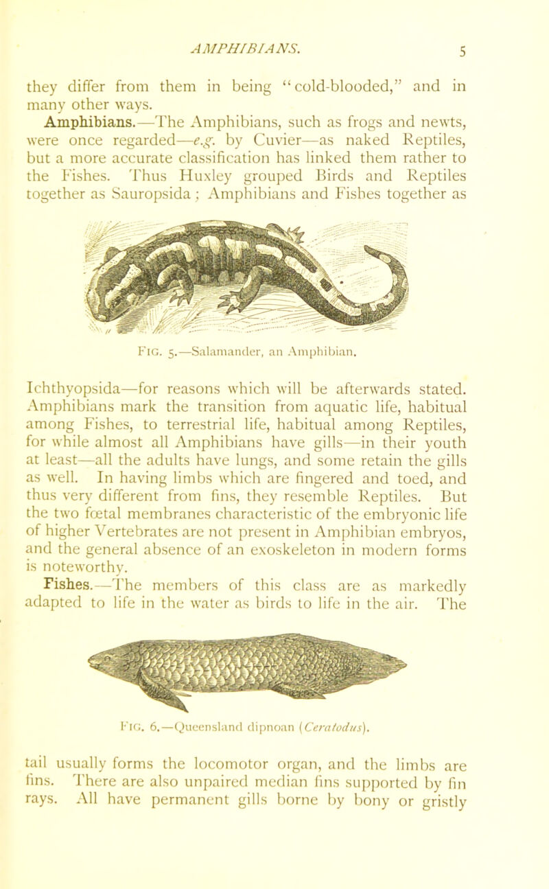 they differ from them in being “cold-blooded,” and in many other ways. Amphibians.—The Amphibians, such as frogs and newts, were once regarded—e.g. by Cuvier—as naked Reptiles, but a more accurate classification has linked them rather to the Pishes. Thus Huxley grouped Birds and Reptiles together as Sauropsida; Amphibians and Fishes together as Fig. 5.—Salamander, an Amphibian. Ichthyopsida—for reasons which will be afterwards stated. Amphibians mark the transition from aquatic life, habitual among Fishes, to terrestrial life, habitual among Reptiles, for while almost all Amphibians have gills—in their youth at least—all the adults have lungs, and some retain the gills as well. In having limbs which are fingered and toed, and thus very different from fins, they resemble Reptiles. But the two foetal membranes characteristic of the embryonic life of higher Vertebrates are not present in Amphibian embryos, and the general absence of an exoskeleton in modern forms is noteworthy. Fishes.—The members of this class are as markedly adapted to life in the water as birds to life in the air. The Fig. 6.—Queensland dipnoan (Ceratodus). tail usually forms the locomotor organ, and the limbs are fins. There are also unpaired median fins supported by fin rays. All have permanent gills borne by bony or gristly