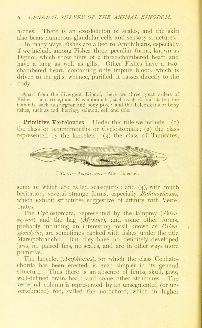 arches. There is an exoskeleton of scales, and the skin also bears numerous glandular cells and sensory structures. In many ways Fishes are allied to Amphibians, especially if we include among Fishes three peculiar forms, known as Dipnoi, which show hints of a three-chambered heart, and have a lung as well as gills. Other Fishes have a two- chambered heart, containing only impure blood, which is driven to the gills, whence, purified, it passes directly to the body. Apart from the divergent Dipnoi, there are three great orders of Fishes—the cartilaginous Elasmobranchs, such as shark and skate ; the Ganoids, such as sturgeon and bony pike ; and the Teleosteans or bony fishes, such as cod, herring, salmon, eel, and sole. Primitive Vertebrates.—Under this title we include—(i) the class of Roundmouths or Cyclostomata; (2) the class represented by the lancelets; (3) the class of Tunicates, Fig. 7.—Ampliioxus.-—After Haeckel. some of which are called sea-squirts; and (4), with much hesitation, several strange forms, especially Balanoglossus, which exhibit structures suggestive of affinity with Verte- brates. The Cyclostomata, represented by the lamprey (Pet?-o- myzon) and the hag (Myxine), and some other forms, probably including an interesting fossil known as Palceo- spo?idyIus, are sometimes ranked with fishes under the title Marsipobranchii. But they have no definitely developed jaws, no paired fins, no scales, and are in other ways more primitive. The lancelet (Amphioxus), for which the class Cephalo- chorda has been erected, is even simpler in its general structure. Thus there is an absence of limbs, skull, jaws, well-defined brain, heart, and some other structures. The vertebral column is represented by an unsegmented (or un- vertebrated) rod, called the notochord, which in higher