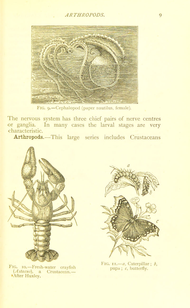 Fig. g.—Cephalopod (paper nautilus, female). The nervous system has three chief pairs of nerve centres ■or ganglia. In many cases the larval stages are very characteristic. Arthropods.—-This large series includes Crustaceans Fig. io.—Fresh-water crayfish (Astacus), a Crustacean.— •After Huxley. Fig. ii.—a, Caterpillar; b, pupa; c, butterfly.