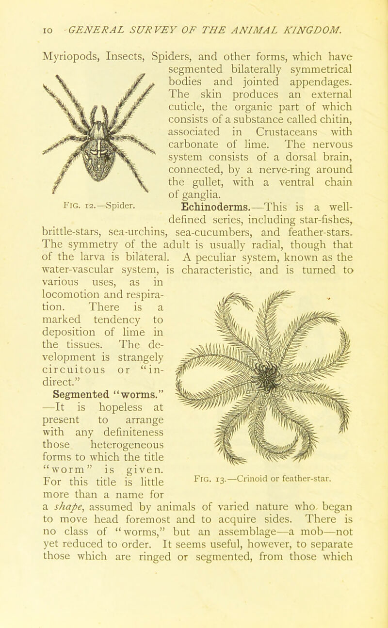 Myriopods, Insects, Spiders, and other forms, which have segmented bilaterally symmetrical bodies and jointed appendages. The skin produces an external cuticle, the organic part of which consists of a substance called chitin, associated in Crustaceans with carbonate of lime. The nervous system consists of a dorsal brain, connected, by a nerve-ring around the gullet, with a ventral chain of ganglia. Fig. i2.—Spider. Echinoderms.—This is a well- defined series, including star-fishes, brittle-stars, sea-urchins, sea-cucumbers, and feather-stars. The symmetry of the adult is usually radial, though that of the larva is bilateral. A peculiar system, known as the water-vascular system, is characteristic, and is turned to various uses, as in locomotion and respira- tion. There is a marked tendency to deposition of lime in the tissues. The de- velopment is strangely circuitous or “in- direct.” Segmented “worms.” —It is hopeless at present to arrange with any definiteness those heterogeneous forms to which the title “worm” is given. For this title is little more than a name for a shape, assumed by animals of varied nature who began to move head foremost and to acquire sides. There is no class of “worms,” but an assemblage—a mob—not yet reduced to order. It seems useful, however, to separate those which are ringed or segmented, from those which Fig. 13.—Crinoid or feather-star.
