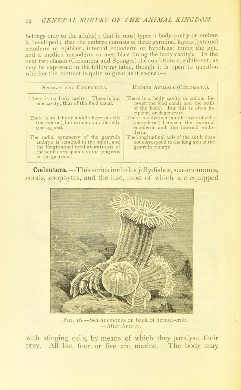 belongs only to the adults); that in most types a body-cavity or coelom is developed ; that the embryo consists of three germinal layers (external ectoderm or epiblast, internal endoderm or hypoblast lining the gut, and a median mesoderm or mesoblast lining the body-cavity). In the next two classes (Coelentera and Sponges) the conditions are different, as may be expressed in the following table, though it is open to question whether the contrast is quite so great as it seems:—- Sponges and Ccelentera. Higher Animals (Ccelomata). There is no body cavity. There is but one cavity, that of the food canal. There is no definite middle layer of cells (mesoderm), but rather a middle jelly (mesogloea). The radial symmetry of the gastrula embryo is retained in the adult, and the longitudinal (oral-aboral) axis of the adult corresponds to the long axis of the gastrula. There is a body cavity or coelom be- tween the food canal and the walls of the body. But this is often in- cipient, or degenerate. There is a distinct middle layer of cells (mesoderm) between the external ectoderm and the internal endo- derm. The longitudinal axis of the adult does not correspond to the long axis of the gastrula embryo. Coelentera.—This series includes jelly-fishes, sea-anemones, corals, zoophytes, and the like, most of which are equipped Fig. 16.—Sea-anemones on back of hermit-crab. —After Andres. with stinging cells, by means of which they paralyse their prey. All but four or five are marine. The body may