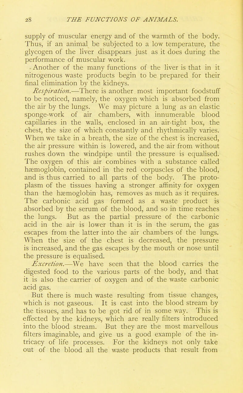 supply of muscular energy and of the warmth of the body. Thus, if an animal be subjected to a low temperature, the glycogen of the liver disappears just as it does during the performance of muscular work. - Another of the many functions of the liver is that in it nitrogenous waste products begin to be prepared for their final elimination by the kidneys. Respiration.—There is another most important foodstuff to be noticed, namely, the oxygen which is absorbed from the air by the lungs. We may picture a lung as an elastic sponge-work of air chambers, with innumerable blood capillaries in the walls, enclosed in an air-tight box, the chest, the size of which constantly and rhythmically varies. When we take in a breath, the size of the chest is increased, the air pressure within is lowered, and the air from without rushes down the windpipe until the pressure is equalised. The oxygen of this air combines with a substance called haemoglobin, contained in the red corpuscles of the blood, and is thus carried to all parts of the body. The proto- plasm of the tissues having a stronger affinity for oxygen than the haemoglobin has, removes as much as it requires. The carbonic acid gas formed as a waste product is absorbed by the serum of the blood, and so in time reaches the lungs. But as the partial pressure of the carbonic acid in the air is lower than it is in the serum, the gas escapes from the latter into the air chambers of the lungs. When the size of the chest is decreased, the pressure is increased, and the gas escapes by the mouth or nose until the pressure is equalised. Excretion.—We have seen that the blood carries the digested food to the various parts of the body, and that it is also the carrier of oxygen and of the waste carbonic acid gas. But there is much waste resulting from tissue changes, which is not gaseous. It is cast into the blood stream by the tissues, and has to be got rid of in some way. This is effected by the kidneys, which are really filters introduced into the blood stream. But they are the most marvellous filters imaginable, and give us a good example of the in- tricacy of life processes. For the kidneys not only take out of the blood all the waste products that result from
