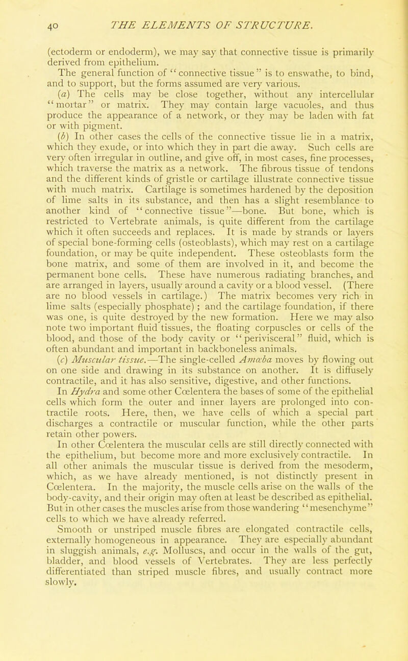 (ectoderm or endoderm), we may say that connective tissue is primarily derived from epithelium. The general function of “ connective tissue” is to enswathe, to bind, and to support, but the forms assumed are very various. (а) The cells may be close together, without any intercellular “mortar” or matrix. They may contain large vacuoles, and thus produce the appearance of a network, or they may be laden with fat or with pigment. (б) In other cases the cells of the connective tissue lie in a matrix, which they exude, or into which they in part die away. Such cells are very often irregular in outline, and give off, in most cases, fine processes, which traverse the matrix as a network. The fibrous tissue of tendons and the different kinds of gristle or cartilage illustrate connective tissue with much matrix. Cartilage is sometimes hardened by the deposition of lime salts in its substance, and then has a slight resemblance to another kind of “connective tissue”—bone. But bone, which is restricted to Vertebrate animals, is quite different from the cartilage which it often succeeds and replaces. It is made by strands or layers of special bone-forming cells (osteoblasts), which may rest on a cartilage foundation, or may be quite independent. These osteoblasts form the bone matrix, and some of them are involved in it, and become the permanent bone cells. These have numerous radiating branches, and are arranged in layers, usually around a cavity or a blood vessel. (There are no blood vessels in cartilage.) The matrix becomes very rich in lime salts (especially phosphate); and the cartilage foundation, if there was one, is quite destroyed by the new formation. Here we may also note two important fluid tissues, the floating corpuscles or cells of the blood, and those of the body cavity or “perivisceral” fluid, which is often abundant and important in backboneless animals. {c) Muscular tissue.—The single-celled Amccba moves by flowing out on one side and drawing in its substance on another. It is diffusely contractile, and it has also sensitive, digestive, and other functions. In Hydra and some other Ccelentera the bases of some of the epithelial cells which form the outer and inner layers are prolonged into con- tractile roots. Here, then, we have cells of which a special part discharges a contractile or muscular function, while the other parts retain other powers. In other Ccelentera the muscular cells are still directly connected with the epithelium, but become more and more exclusively contractile. In all other animals the muscular tissue is derived from the mesoderm, which, as we have already mentioned, is not distinctly present in Ccelentera. In the majority, the muscle cells arise on the walls of the body-cavity, and their origin may often at least be described as epithelial. But in other cases the muscles arise from those wandering “mesenchyme” cells to which we have already referred. Smooth or unstriped muscle fibres are elongated contractile cells, externally homogeneous in appearance. They are especially abundant in sluggish animals, e.g. Molluscs, and occur in the walls of the gut, bladder, and blood vessels of Vertebrates. They are less perfectly differentiated than striped muscle fibres, and usually contract more slowly.