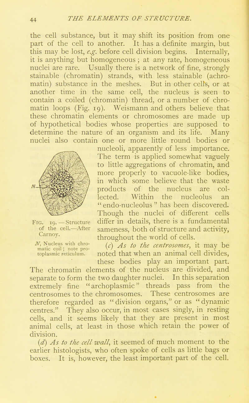 the cell substance, but it may shift its position from one part of the cell to another. It has a definite margin, but this may be lost, e.g. before cell division begins. Internally, it is anything but homogeneous ; at any rate, homogeneous nuclei are rare. Usually there is a network of fine, strongly stainable (chromatin) strands, with less stainable (achro- matin) substance in the meshes. But in other cells, or at another time in the same cell, the nucleus is seen to contain a coiled (chromatin) thread, or a number of chro- matin loops (Fig. 19). Weismann and others believe that these chromatin elements or chromosomes are made up of hypothetical bodies whose properties are supposed to determine the nature of an organism and its life. Many nuclei also contain one or more little round bodies or nucleoli, apparently of less importance. The term is applied somewhat vaguely to little aggregations of chromatin, and more properly to vacuole-like bodies, in which some believe that the waste products of the nucleus are col- lected. Within the nucleolus an “ endo-nucleolus ” has been discovered. Though the nuclei of different cells differ in details, there is a fundamental sameness, both of structure and activity, throughout the world of cells. (c) As to the centrosomes, it may be noted that when an animal cell divides, these bodies play an important part. The chromatin elements of the nucleus are divided, and separate to form the two daughter nuclei. In this separation extremely fine “ archoplasmic ” threads pass from the centrosomes to the chromosomes. These centrosomes are therefore regarded as “division organs,” or as “dynamic centres.” They also occur, in most cases singly, in resting cells, and it seems likely that they are present in most animal cells, at least in those which retain the power of division. (d) As to the cell wall,, it seemed of much moment to the earlier histologists, who often spoke of cells as little bags or boxes. It is, however, the least important part of the cell. Fig. 19. — Structure of the cell.—After Carnoy. N, Nucleus with chro- matic coil; note pro- toplasmic reticulum.