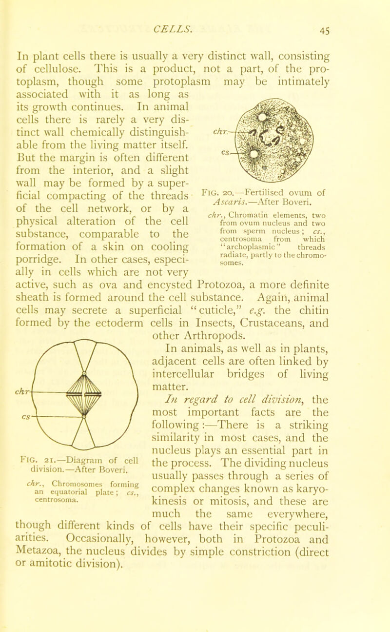 chr- Fig. 20.—Fertilised ovum of Ascaris.—After Boveri. chr., Chromatin elements, two from ovum nucleus and two from sperm nucleus; cs., centrosoma from which 1 ‘ archoplasmic ” threads radiate, partly to the chromo- somes. In plant cells there is usually a very distinct wall, consisting of cellulose. This is a product, not a part, of the pro- toplasm, though some protoplasm may be intimately associated with it as long as its growth continues. In animal cells there is rarely a very dis- tinct wall chemically distinguish- able from the living matter itself. But the margin is often different from the interior, and a slight wall may be formed by a super- ficial compacting of the threads of the cell network, or by a physical alteration of the cell substance, comparable to the formation of a skin on cooling porridge. In other cases, especi- ally in cells which are not very active, such as ova and encysted Protozoa, a more definite sheath is formed around the cell substance. Again, animal cells may secrete a superficial “cuticle,” e.g. the chitin formed by the ectoderm cells in Insects, Crustaceans, and other Arthropods. In animals, as well as in plants, adjacent cells are often linked by intercellular bridges of living matter. In regard to cell division, the most important facts are the following :—There is a striking similarity in most cases, and the nucleus plays an essential part in the process. The dividing nucleus usually passes through a series of complex changes known as karyo- kinesis or mitosis, and these are much the same everywhere, though different kinds of cells have their specific peculi- arities. Occasionally, however, both in Protozoa and Metazoa, the nucleus divides by simple constriction (direct or amitotic division). Fig. 21.—Diagram of cell division.—After Boveri. chr., Chromosomes forming an equatorial plate; cs., centrosoma.