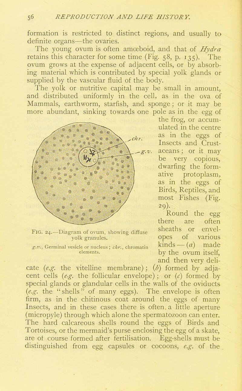 formation is restricted to distinct regions, and usually to definite organs—the ovaries. The young ovum is often amoeboid, and that of Hydra retains this character for some time (Fig. 58, p. 135). The ovum grows at the expense of adjacent cells, or by absorb- ing material which is contributed by special yolk glands or supplied by the vascular fluid of the body. The yolk or nutritive capital may be small in amount, and distributed uniformly in the cell, as in the ova of Mammals, earthworm, starfish, and sponge; or it may be more abundant, sinking towards one pole as in the egg of the frog, or accum- ulated in the centre as in the eggs of Insects and Crust- v. aceans; or it may be very copious, dwarfing the form- ative protoplasm, as in the eggs of Birds, Reptiles, and most Fishes (Fig. 29). Round the egg there are often sheaths or envel- opes of various kinds — (a) made by the ovum itself, and then very deli- -.5. the vitelline membrane); (l>) formed by adja- cent cells (eg. the follicular envelope); or (c) formed by special glands or glandular cells in the walls of the oviducts (e.g. the “ shells ” of many eggs). The envelope is often firm, as in the chitinous coat around the eggs of many Insects, and in these cases there is often, a little aperture (micropyle) through which alone the spermatozoon can enter. The hard calcareous shells round the eggs of Birds and Tortoises, or the mermaid’s purse enclosing the egg of a skate, are ot course formed after fertilisation. Egg-shells must be distinguished from egg capsules or cocoons, e.g. of the Fig. 24.—Diagram of ovum, showing diffuse yolk granules. Germinal vesicle or nucleus ; chr., chromatin elements. g.r. cate (e.i.
