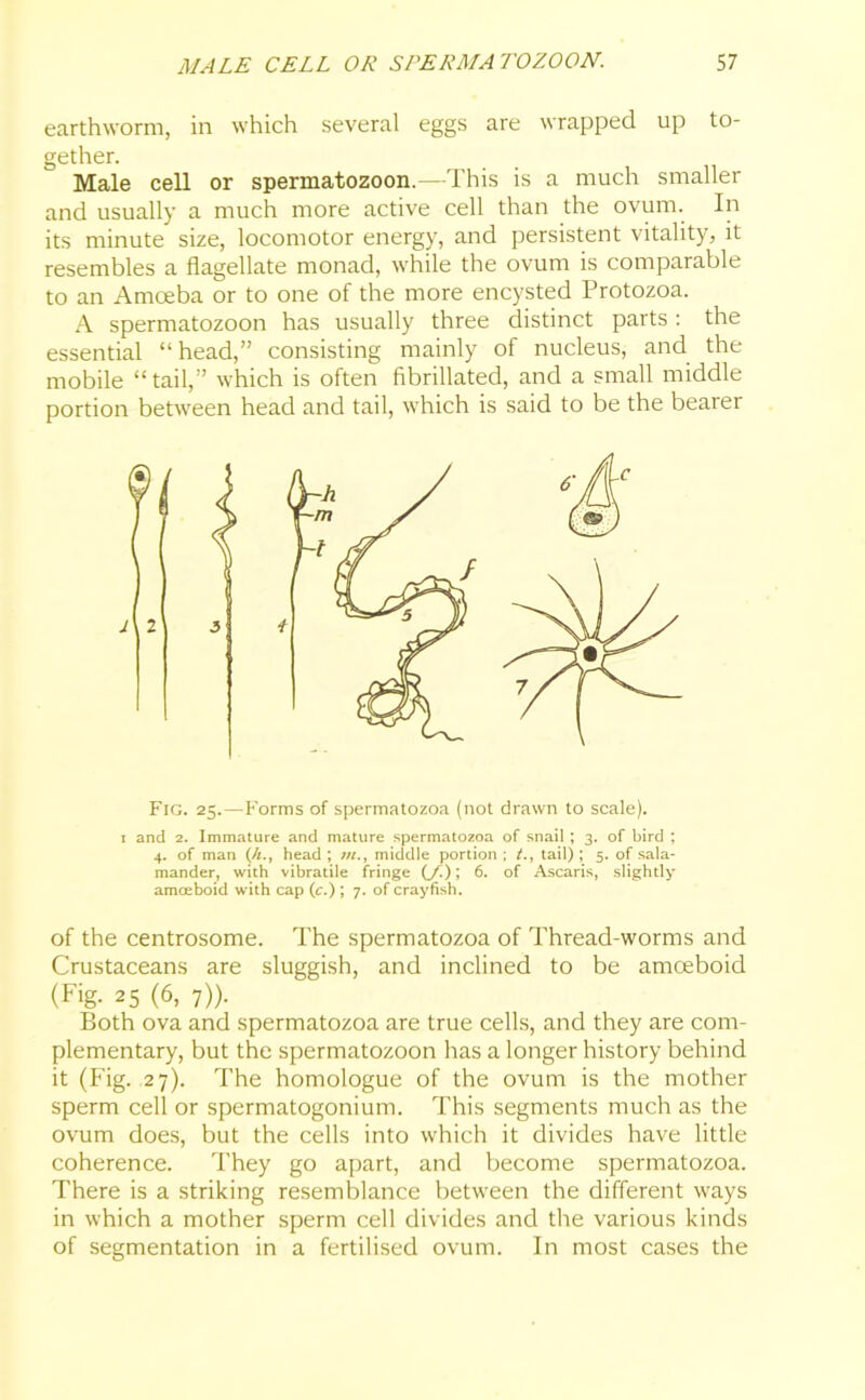 earthworm, in which several eggs are wrapped up to- gether. Male cell or spermatozoon.—This is a much smaller and usually a much more active cell than the ovum. In its minute size, locomotor energy, and persistent vitality, it resembles a flagellate monad, while the ovum is comparable to an Amoeba or to one of the more encysted Protozoa. A spermatozoon has usually three distinct parts : the essential “head,” consisting mainly of nucleus, and the mobile “tail,” which is often fibrillated, and a small middle portion between head and tail, which is said to be the bearer Fig. 25.—Forms of spermatozoa (not drawn to scale). 1 and 2. Immature and mature spermatozoa of snail ; 3. of bird ; 4. of man (//., head ; middle portion ; tail) ; 5. of sala- mander, with vibratile fringe {/.); 6. of Ascaris, slightly amceboid with cap (c.) ; 7. of crayfish. of the centrosome. The spermatozoa of Thread-worms and Crustaceans are sluggish, and inclined to be amoeboid (Fig. 25 (6, 7)). Both ova and spermatozoa are true cells, and they are com- plementary, but the spermatozoon has a longer history behind it (Fig. 27). The homologue of the ovum is the mother sperm cell or spermatogonium. This segments much as the ovum does, but the cells into which it divides have little coherence. They go apart, and become spermatozoa. There is a striking resemblance between the different ways in which a mother sperm cell divides and the various kinds of segmentation in a fertilised ovum. In most cases the