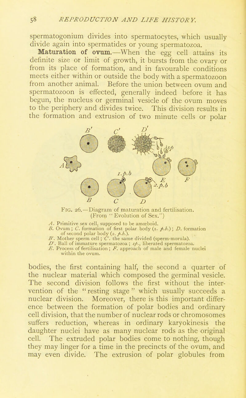 spermatogonium divides into spermatocytes, which usually divide again into spermatides or young spermatozoa. Maturation of ovum.—When the egg cell attains its definite size or limit of growth, it bursts from the ovary or from its place of formation, and in favourable conditions meets either within or outside the body with a spermatozoon from another animal. Before the union between ovum and spermatozoon is effected, generally indeed before it has begun, the nucleus or germinal vesicle of the ovum moves to the periphery and divides twice. This division results in the formation and extrusion of two minute cells or polar Fig. 26.—Diagram of maturation and fertilisation. (From “ Evolution of Sex.”) A. Primitive sex cell, supposed to be amoeboid. B. Ovum; C. formation of first polar body (1. p.b.); D. formation of second polar body (2. p.b.). B'. Mother sperm cell ; C'. the same divided (sperm-morula). D'. Ball of immature spermatozoa; sp., liberated spermatozoa. E. Process of fertilisation; F. approach of male and female nuclei within the ovum. bodies, the first containing half, the second a quarter of the nuclear material which composed the germinal vesicle. The second division follows the first without the inter- vention of the “ resting stage ” which usually succeeds a nuclear division. Moreover, there is this important differ- ence between the formation of polar bodies and ordinary cell division, that the number of nuclear rods or chromosomes suffers reduction, whereas in ordinary karyokinesis the daughter nuclei have as many nuclear rods as the original cell. The extruded polar bodies come to nothing, though they may linger for a time in the precincts of the ovum, and may even divide. The extrusion of polar globules from