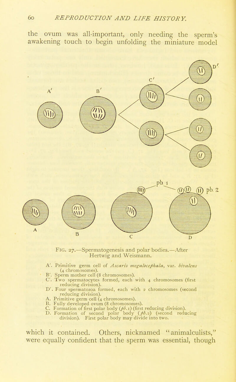 the ovum was all-important, only needing the sperm’s awakening touch to begin unfolding the miniature model Fig. 27.—Spermatogenesis and polar bodies.—After Hertwig and Weismann. A'. Primitive germ cell of Ascaris megaloccphala, var. bivale ns (4 chromosomes). B'. Sperm mother cell (8 chromosomes). C'. Two spermatocytes formed, each with 4 chromosomes (first reducing division). D'. Four spermatozoa formed, each with 2 chromosomes (second reducing division). A. Primitive germ cell (4 chromosomes). B. Fully developed ovum (8 chromosomes). C. Formation of first polar body (pb.i) (first reducing division). D. Formation of second polar body (pb.2) (second reducing division). First polar body may divide into two. which it contained. Others, nicknamed “ animalculists,” were equally confident that the sperm was essential, though