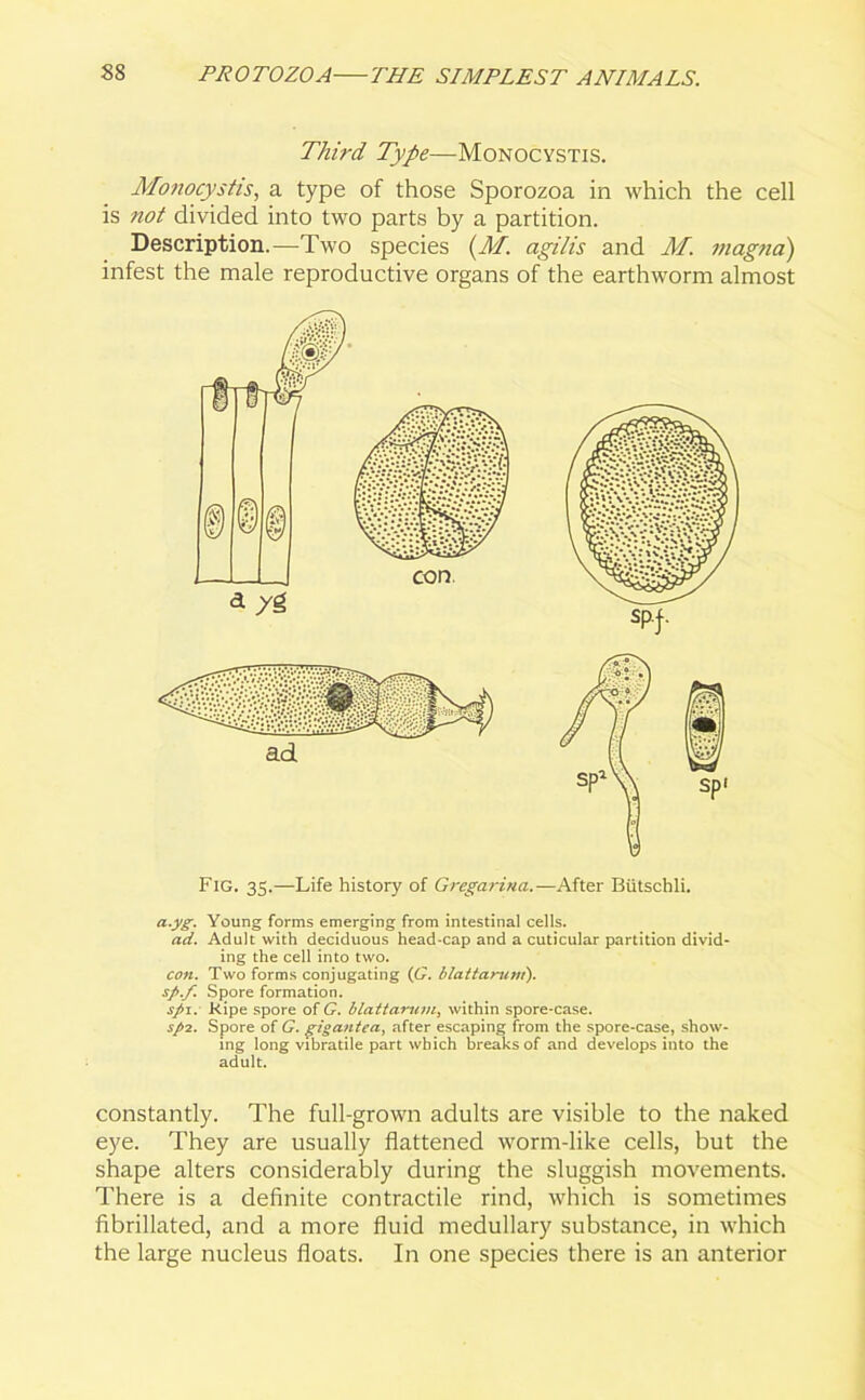 Third Type—Monocystis. Monocystis, a type of those Sporozoa in which the cell is not divided into two parts by a partition. Description.—Two species (M. agilis and M. magna) infest the male reproductive organs of the earthworm almost Fig. 35.—Life history of Gregarina.—After Btitschli. a.yg. Young forms emerging from intestinal cells. ad. Adult with deciduous head-cap and a cuticular partition divid- ing the cell into two. con. Two forms conjugating (G. blattaruni). sfi.f. Spore formation. sp\. Ripe spore of G. blattarum, within spore-case. sp2. Spore of G. gigantea, after escaping from the spore-case, show- ing long vibratile part which breaks of and develops into the adult. constantly. The full-grown adults are visible to the naked eye. They are usually flattened worm-like cells, but the shape alters considerably during the sluggish movements. There is a definite contractile rind, which is sometimes fibrillated, and a more fluid medullary substance, in which the large nucleus floats. In one species there is an anterior