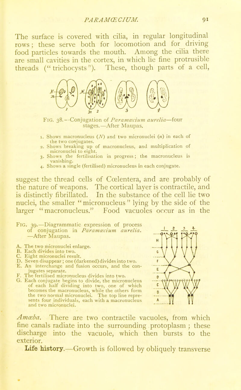 The surface is covered with cilia, in regular longitudinal rows; these serve both for locomotion and for driving food particles towards the mouth. Among the cilia there are small cavities in the cortex, in which lie fine protrusible threads (“ trichocysts ”). These, though parts of a cell, Fig. 38.—Conjugation of Paramcecium aurelia—four stages.—After Maupas. 1. Shows macronucleus (A) and two micronuclei («) in each of the two conjugates. 2. Shows breaking up of macronucleus, and multiplication of micronuclei to eight. 3. Shows the fertilisation in progress; the macronucleus is vanishing. 4. Shows a single (fertilised) micronucleus in each conjugate. suggest the thread cells of Coelentera, and are probably of the nature of weapons. The cortical layer is contractile, and is distinctly fibrillated. In the substance of the cell lie two nuclei, the smaller “micronucleus” lying by the side of the larger “macronucleus.” Food vacuoles occur as in the Fig. 39.—Diagrammatic expression of process of conjugation in Pciramcecium aurelia. —After Maupas. A. The two micronuclei enlarge. B. Each divides into two. C. Eight micronuclei result. D. Seven disappear; one (darkened) divides into two. E. An interchange and fusion occurs, and the con- jugates separate. F. The fertilised micronucleus divides into two. G. Each conjugate begins to divide, the micronucleus of each half dividing into two, one of which becomes the macronucleus, while the others form the two normal micronuclei. The top line repre- sents four individuals, each with a macrunucleus and two micronuclei. Amoeba. There are two contractile vacuoles, from which fine canals radiate into the surrounding protoplasm ; these discharge into the vacuole, which then bursts to the exterior. Life history.—Growth is followed by obliquely transverse J-J- _L._t