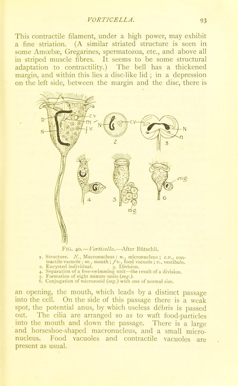 VORTICELLA. This contractile filament, under a high power, may exhibit a fine striation. (A similar striated structure is seen in some Amcebse, Gregarines, spermatozoa, etc., and above all in striped muscle fibres. It seems to be some structural adaptation to contractility.) The bell has a thickened margin, and within this lies a disc-like lid ; in a depression on the left side, between the margin and the disc, there is 1. Structure. NMacronucleus : n., micronucleus ; c.v., con- tractile vacuole ; //*., mouth \fvfood vacuole ; za, vestibule. 2. Encysted individual. 3. Division. 4. Separation of a free-swimming unit—the result of a division. 5. Formation of eight minute units (jng.). 6. Conjugation of microzooid {trig.') with one of normal size. an opening, the mouth, which leads by a distinct passage into the cell. On the side of this passage there is a weak spot, the potential anus, by which useless debris is passed out. The cilia are arranged so as to waft food-particles into the mouth and down the passage. There is a large and horseshoe-shaped macronucleus, and a small micro- nucleus. Food vacuoles and contractile vacuoles are present as usual.