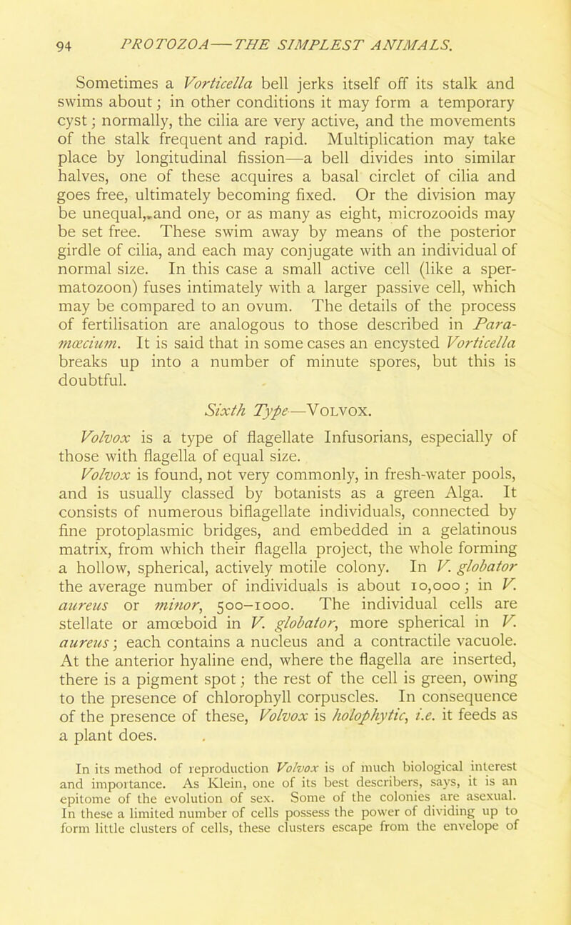 Sometimes a Vorticella bell jerks itself off its stalk and swims about; in other conditions it may form a temporary cyst; normally, the cilia are very active, and the movements of the stalk frequent and rapid. Multiplication may take place by longitudinal fission—a bell divides into similar halves, one of these acquires a basal circlet of cilia and goes free, ultimately becoming fixed. Or the division may be unequal,.and one, or as many as eight, microzooids may be set free. These swim away by means of the posterior girdle of cilia, and each may conjugate with an individual of normal size. In this case a small active cell (like a sper- matozoon) fuses intimately with a larger passive cell, which may be compared to an ovum. The details of the process of fertilisation are analogous to those described in Para- mtzcium. It is said that in some cases an encysted Vorticella breaks up into a number of minute spores, but this is doubtful. Sixth Type-—Volvox. Volvox is a type of flagellate Infusorians, especially of those with flagella of equal size. Volvox is found, not very commonly, in fresh-water pools, and is usually classed by botanists as a green Alga. It consists of numerous biflagellate individuals, connected by fine protoplasmic bridges, and embedded in a gelatinous matrix, from which their flagella project, the whole forming a hollow, spherical, actively motile colony. In V globator the average number of individuals is about 10,000; in V. aureus or minor, 500-1000. The individual cells are stellate or amoeboid in V globator, more spherical in V aureus; each contains a nucleus and a contractile vacuole. At the anterior hyaline end, where the flagella are inserted, there is a pigment spot; the rest of the cell is green, owing to the presence of chlorophyll corpuscles. In consequence of the presence of these, Volvox is holophytic, i.e. it feeds as a plant does. In its method of reproduction Volvox is of much biological interest and importance. As Klein, one of its best describers, says, it is an epitome of the evolution of sex. Some of the colonies are asexual. In these a limited number of cells possess the power of dividing up to form little clusters of cells, these clusters escape from the envelope of