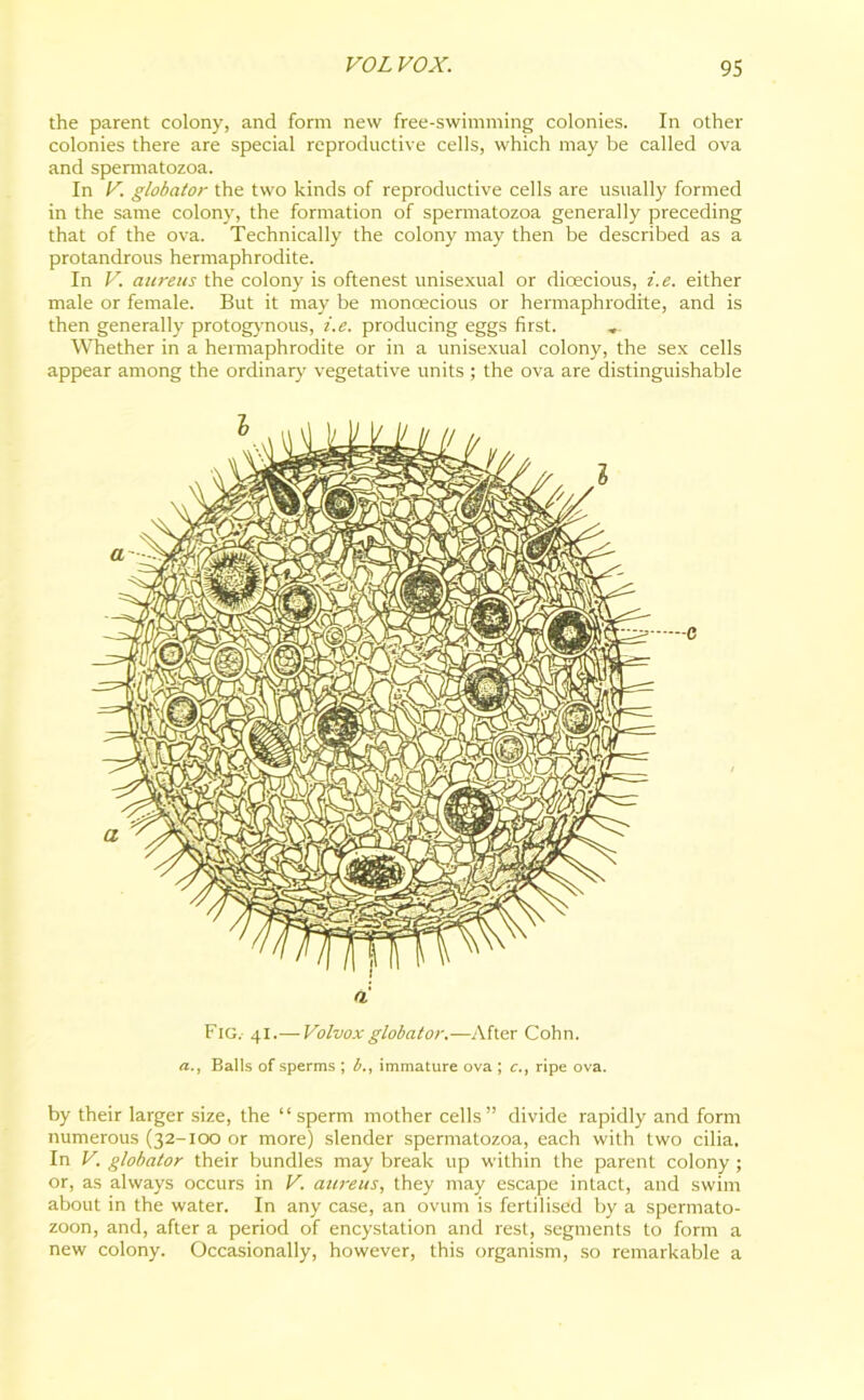 the parent colony, and form new free-swimming colonies. In other colonies there are special reproductive cells, which may be called ova and spermatozoa. In V. globator the two kinds of reproductive cells are usually formed in the same colony, the formation of spermatozoa generally preceding that of the ova. Technically the colony may then be described as a protandrous hermaphrodite. In V. aureus the colony is oftenest unisexual or dioecious, i.e. either male or female. But it may be monoecious or hermaphrodite, and is then generally protogynous, i.e. producing eggs first. „ Whether in a hermaphrodite or in a unisexual colony, the sex cells appear among the ordinary vegetative units ; the ova are distinguishable Fig.- 41.— Volvox globator.—After Cohn. a., Balls of sperms ; b., immature ova ; c., ripe ova. by their larger size, the “sperm mother cells” divide rapidly and form numerous (32-100 or more) slender spermatozoa, each with two cilia. In V. globator their bundles may break up within the parent colony ; or, as always occurs in V. aureus, they may escape intact, and swim about in the water. In any case, an ovum is fertilised by a spermato- zoon, and, after a period of encystation and rest, segments to form a new colony. Occasionally, however, this organism, so remarkable a