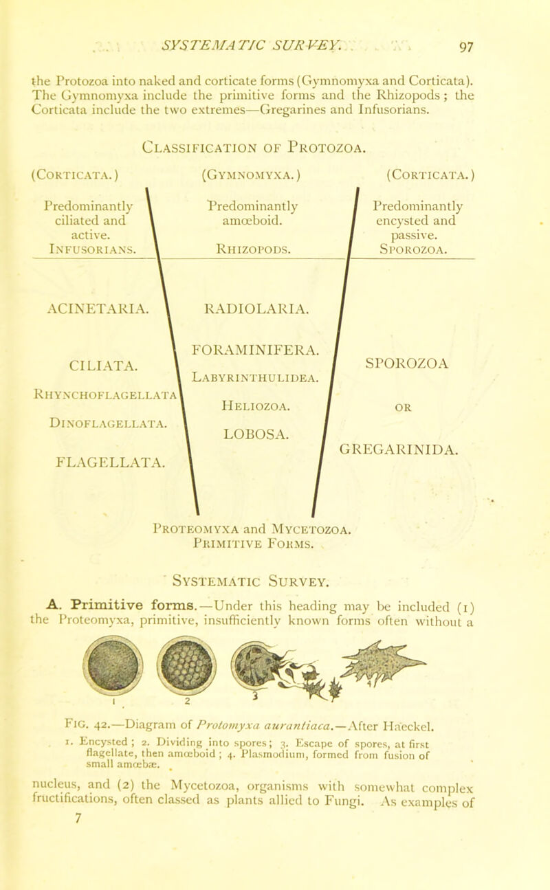 the Protozoa into naked and corticate forms (Gymnomyxa and Corticata). The Gymnomyxa include the primitive forms and the Rhizopods; the Corticata include the two extremes—Gregarines and Infusorians. (Corticata.) Predominantly ciliated and active. Infusorians. Classification of Protozoa. (Gymnomyxa. ) (Corticata. ) Predominantly amoeboid. Rhizopods. Predominantly encysted and passive. Sporozoa. ACINETARIA. RADIOLARIA. CILIATA. Rhynchoflagellata] Dinoflagellata. FLAGELLATA. FORAMINIFERA. Labyrinthulidea. Heliozoa. LOBOSA. SPOROZOA OR GREGARINIDA. Proteomyxa and Mycetozoa. Primitive Forms. Systematic Survey. A. Primitive forms.—Under this heading may be included (i) the Proteomyxa, primitive, insufficiently known forms often without a Fig. 42.—Diagram of Prolomyxa aurantiaca.—After Haeckel. I. Encysted; 2. Dividing into spores; 3. Escape of spores, at first flagellate, then amoeboid; 4. Plasmodium, formed from fusion of small amoebic. nucleus, and (2) the Mycetozoa, organisms with somewhat complex fructifications, often classed as plants allied to Fungi. As examples of 7