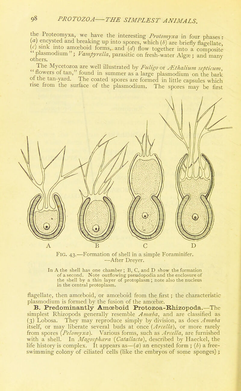 the Pioteomyxa, we have the interesting Protomyxa in four phases: (a) encysted and breaking up into spores, which (/>) are briefly flagellate, (c) sink into amoeboid forms,, and (d) flow together into a composite plasmodium ” ; Vnnpyrella, parasitic on fresh-water Alga;; and many others. J 1( The Mycetozoa are well illustrated by Ettligo or AEthalium septicum, flowers of tan,” found in summer as a large plasmodium on the bark of the tan-yard. The coated spores are formed in little capsules which use from the surface of the plasmodium. The spores may be first Fig. 43.—Formation of shell in a simple Foraminifer. —After Dreyer. In A the shell has one chamber; B, C, and D show the formation of a second. Note outflowing pseudopodia and the enclosure of the shell by a thin layer of protoplasm ; note also the nucleus in the central protoplasm. flagellate, then amoeboid, or amoeboid from the first; the characteristic plasmodium is formed by the fusion of the amoebae. B. Predominantly Amoeboid Protozoa-Rliizopoda.—The simplest Rhizopods generally resemble Amceba, and are classified as (3) Lobosa. They may reproduce simply by division, as does Amceba itself, or may liberate several buds at once (Arcella), or more rarely from spores (Peloinyxa). Various forms, such as Arcella, are furnished with a shell. In Magospluera (Catallacta), described by Haeckel, the life history is complex. It appears as—(a) an encysted form ; (b) a free- swimming colony of ciliated cells (like the embryos of some sponges);