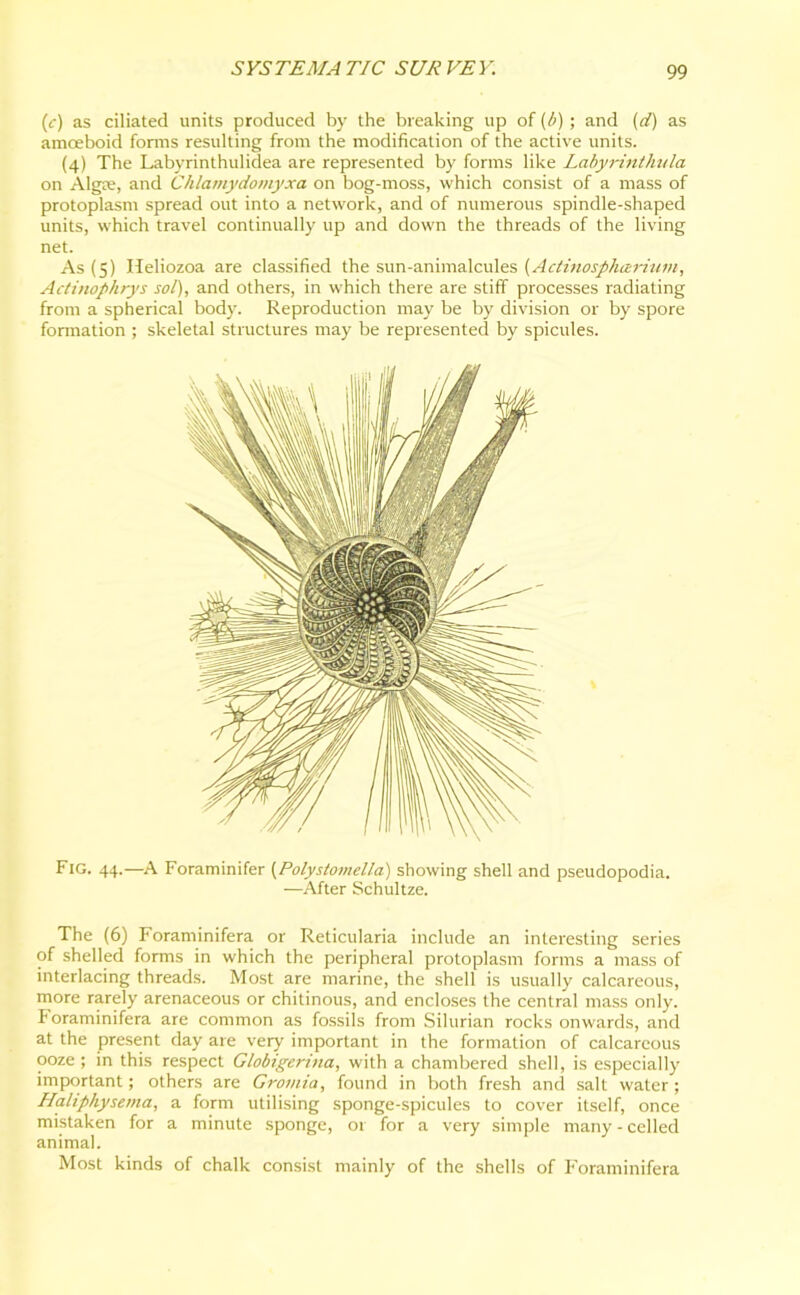 (c) as ciliated units produced by the breaking up of (/;) ; and (d) as amoeboid forms resulting from the modification of the active units. (4) The Labyrinthulidea are represented by forms like Labyrinthula on Alga.', and Chlamydomyxa on bog-moss, which consist of a mass of protoplasm spread out into a network, and of numerous spindle-shaped units, which travel continually up and down the threads of the living net. As (5) Heliozoa are classified the sun-animalcules (Actinosphizrium, Actinophrys sol), and others, in which there are stiff processes radiating from a spherical body. Reproduction may be by division or by spore formation ; skeletal structures may be represented by spicules. Fig. 44.—A Foraminifer (Polystomella) showing shell and pseudopodia. —After Schultze. The (6) Foraminifera or Reticularia include an interesting series of shelled forms in which the peripheral protoplasm forms a mass of interlacing threads. Most are marine, the shell is usually calcareous, more rarely arenaceous or chitinous, and encloses the central mass only. Foraminifera are common as fossils from Silurian rocks onwards, and at the present day are very important in the formation of calcareous ooze ; in this respect Globigerma, with a chambered shell, is especially important; others are Gromia, found in both fresh and salt water ; Haliphysema, a form utilising sponge-spicules to cover itself, once mistaken for a minute sponge, or for a very simple many - celled animal. Most kinds of chalk consist mainly of the shells of Foraminifera