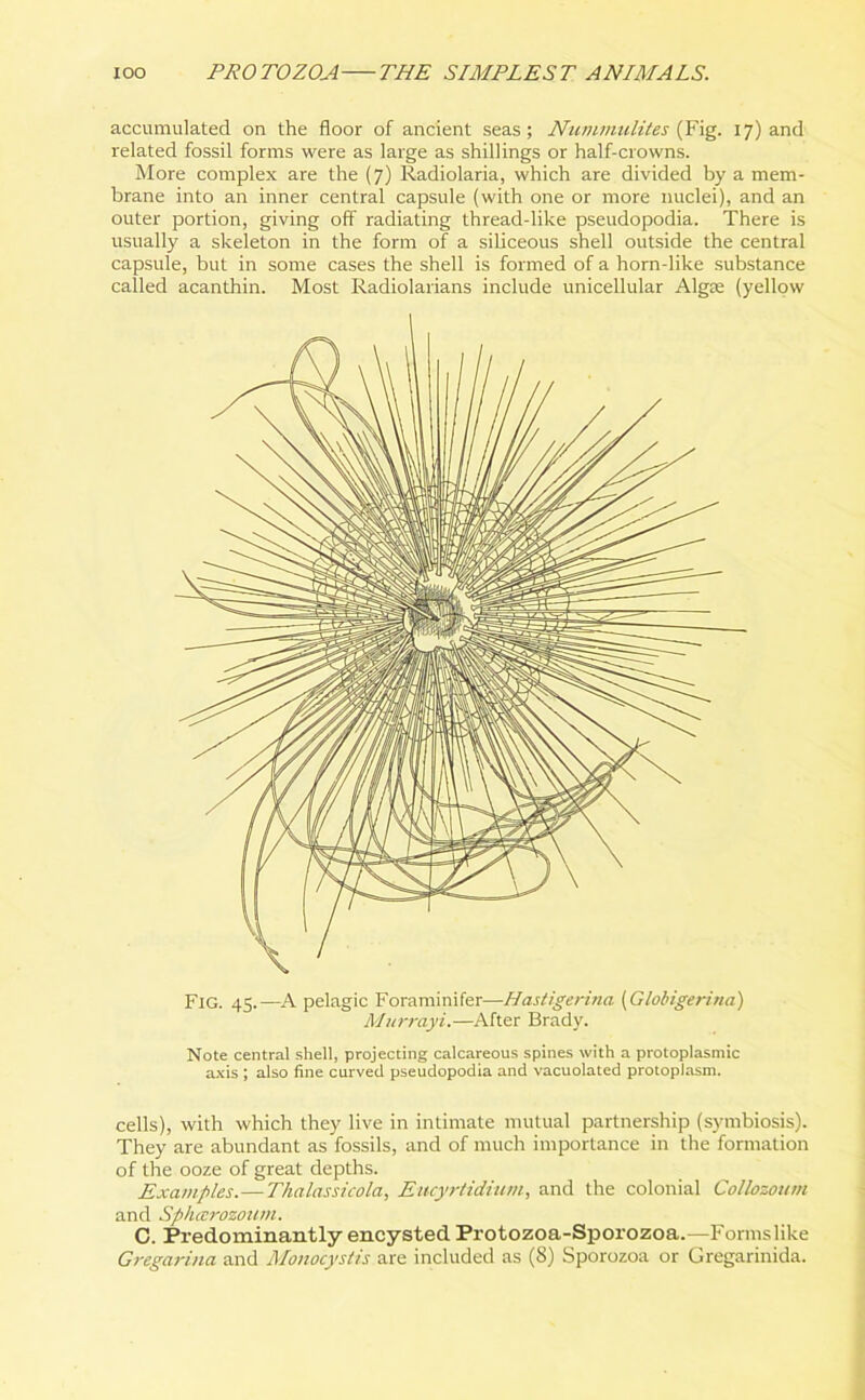 accumulated on the floor of ancient seas; Nummulites (Fig. 17) and related fossil forms were as large as shillings or half-crowns. More complex are the (7) Radiolaria, which are divided by a mem- brane into an inner central capsule (with one or more nuclei), and an outer portion, giving off radiating thread-like pseudopodia. There is usually a skeleton in the form of a siliceous shell outside the central capsule, but in some cases the shell is formed of a horn-like substance called acanthin. Most Radiolarians include unicellular Algte (yellow Fig. 45.—A pelagic Foraminifer—Hastigerina (Globigerina) Murrayi.—After Brady. Note central shell, projecting calcareous spines with a protoplasmic axis ; also fine curved pseudopodia and vacuolated protoplasm. cells), with which they live in intimate mutual partnership (symbiosis). They are abundant as fossils, and of much importance in the formation of the ooze of great depths. Examples.—Thalassicola, Ettcyrtidium, and the colonial Collozoum and Spheerozoum. C. Predominantly encysted Protozoa-Sporozoa.—Formslike Gregarina and Monocystis are included as (8) Sporozoa or Gregarinida.