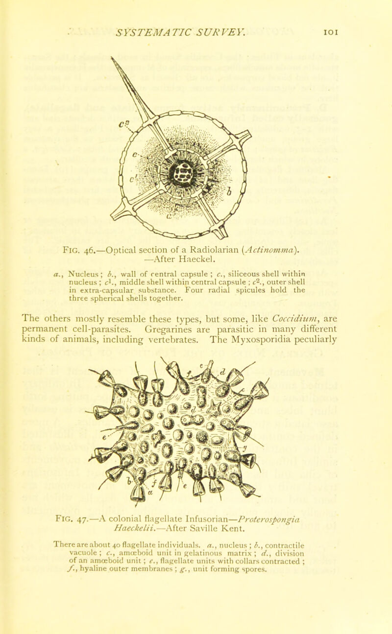 Fig. 46.—Optical section of a Radiolarian (Actinomma). —After Haeckel. a., Nucleus; b., wall of central capsule; c., siliceous shell within nucleus ; c1., middle shell within central capsule ; c2., outer shell in extra-capsular substance. Four radial spicules hold the three spherical shells together. The others mostly resemble these types, but some, like Coccidium, are permanent cell-parasites. Gregarines are parasitic in many different kinds of animals, including vertebrates. The Myxosporidia peculiarly Fig. 47.—A colonial flagellate Infusorian—Proterospongia Haeckelii.—After Saville Kent. There are about 40 flagellate individuals, a., nucleus ; b., contractile vacuole ; c., amoeboid unit in gelatinous matrix ; d., division of an amoeboid unit; e., flagellate units with collars contracted ; hyaline outer membranes ; g., unit forming spores.