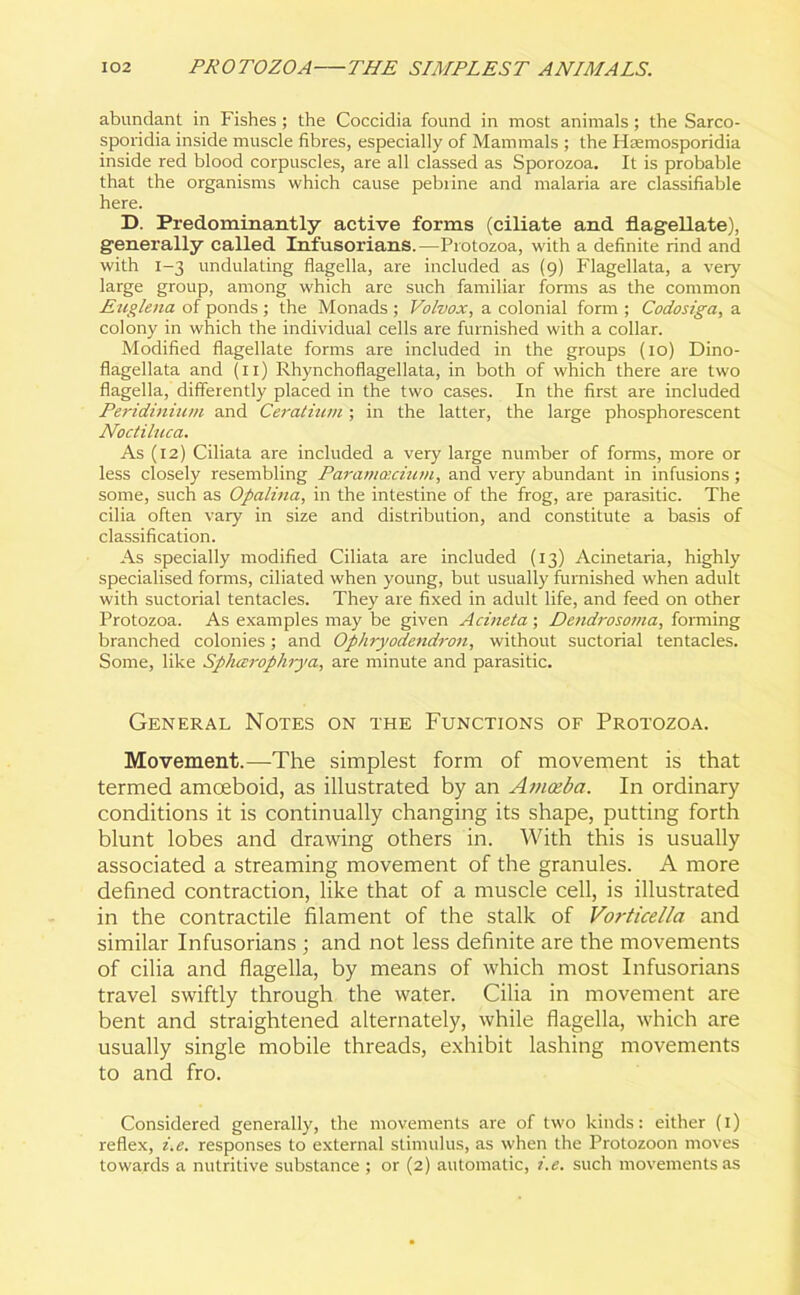 abundant in Fishes ; the Coccidia found in most animals; the Sarco- sporidia inside muscle fibres, especially of Mammals ; the Hsemosporidia inside red blood corpuscles, are all classed as Sporozoa. It is probable that the organisms which cause pebrine and malaria are classifiable here. D. Predominantly active forms (ciliate and flag-ellate), generally called Infusorians. —Protozoa, with a definite rind and with 1-3 undulating flagella, are included as (9) Flagellata, a very large group, among which are such familiar forms as the common Euglena of ponds; the Monads ; Volvox, a colonial form ; Codosiga, a colony in which the individual cells are furnished with a collar. Modified flagellate forms are included in the groups (10) Dino- flagellata and (11) Rhynchoflagellata, in both of which there are two flagella, differently placed in the two cases. In the first are included Peridinium and Ceratium; in the latter, the large phosphorescent Noctiluca. As (12) Ciliata are included a very large number of forms, more or less closely resembling Paramecium, and very abundant in infusions ; some, such as Opalina, in the intestine of the frog, are parasitic. The cilia often vary in size and distribution, and constitute a basis of classification. As specially modified Ciliata are included (13) Acinetaria, highly specialised forms, ciliated when young, but usually furnished when adult with suctorial tentacles. They are fixed in adult life, and feed on other Protozoa. As examples may be given Acineta; Dendrosoma, forming branched colonies; and Ophryodendron, without suctorial tentacles. Some, like Sphcerophrya, are minute and parasitic. General Notes on the Functions of Protozoa. Movement.—The simplest form of movement is that termed amoeboid, as illustrated by an Amoeba. In ordinary conditions it is continually changing its shape, putting forth blunt lobes and drawing others in. With this is usually associated a streaming movement of the granules. A more defined contraction, like that of a muscle cell, is illustrated in the contractile filament of the stalk of Vorticella and similar Infusorians ; and not less definite are the movements of cilia and flagella, by means of which most Infusorians travel swiftly through the water. Cilia in movement are bent and straightened alternately, while flagella, which are usually single mobile threads, exhibit lashing movements to and fro. Considered generally, the movements are of two kinds: either (1) reflex, i.e. responses to external stimulus, as when the Protozoon moves towards a nutritive substance ; or (2) automatic, i.e. such movements as
