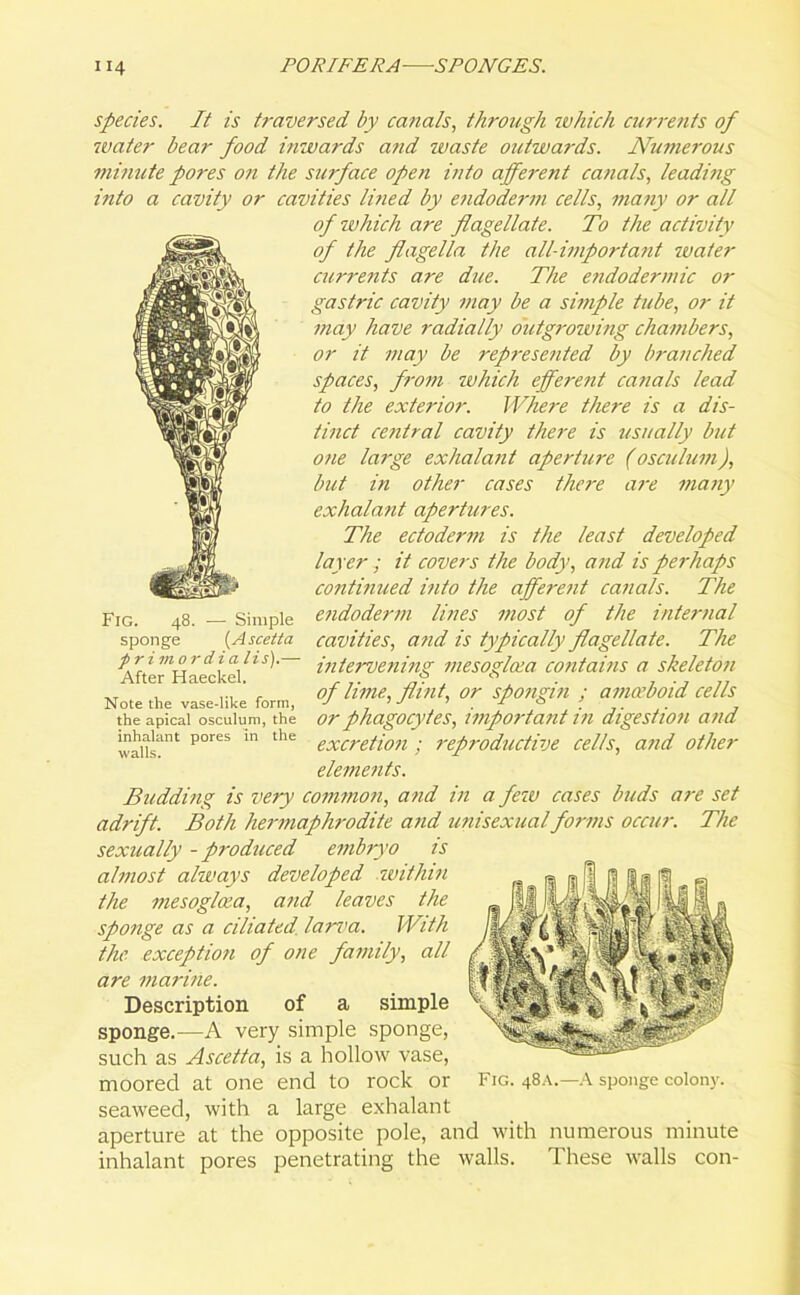 species. It is traversed by canals, through which currents of water bear food i?iwards and waste outwards. Numerous minute pores on the surface open into afferent canals, leading into a cavity or cavities lined by endoderm cells, many or all of which are flagellate. To the activity of the flagella the all-important water currents are due. The endodermic or gastric cavity may be a simple tube, or it may have radially outgrowing chambers, or it may be represented by branched spaces, from which efferent canals lead to the exterior. Where there is a dis- tinct central cavity there is usually but one large exhalant aperture (osculum), but in other cases there are many exhalant apertures. The ectoderm is the least developed layer ; it covers the body, and is perhaps continued into the afferent canals. The endoderm lines most of the internal cavities, and is typically flagellate. The intervening mesoglcea contains a skeleton of lime, flint, or spongin ; amoeboid cells or phagocytes, important in digestion and excretion; reproductive cells, and other elements. Budding is very common, and in a few cases buds are set adrift. Both hermaphrodite and unisexual forms occur. The sexually - produced embryo is almost always developed within the mesoglcea, and leaves the sponge as a ciliated lari'a. With the exception of one family, all- are marine. Description of a simple sponge.—A very simple sponge, such as Ascetta, is a hollow vase, moored at one end to rock or seaweed, with a large exhalant aperture at the opposite pole, and with numerous minute inhalant pores penetrating the walls. These walls con- Fig. 48. — Simple sponge (Ascetta pri m o r d i a lis).— After Haeckel. Note the vase-like form, the apical osculum, the inhalant pores in the walls. Fig. 48A.—A sponge colony.