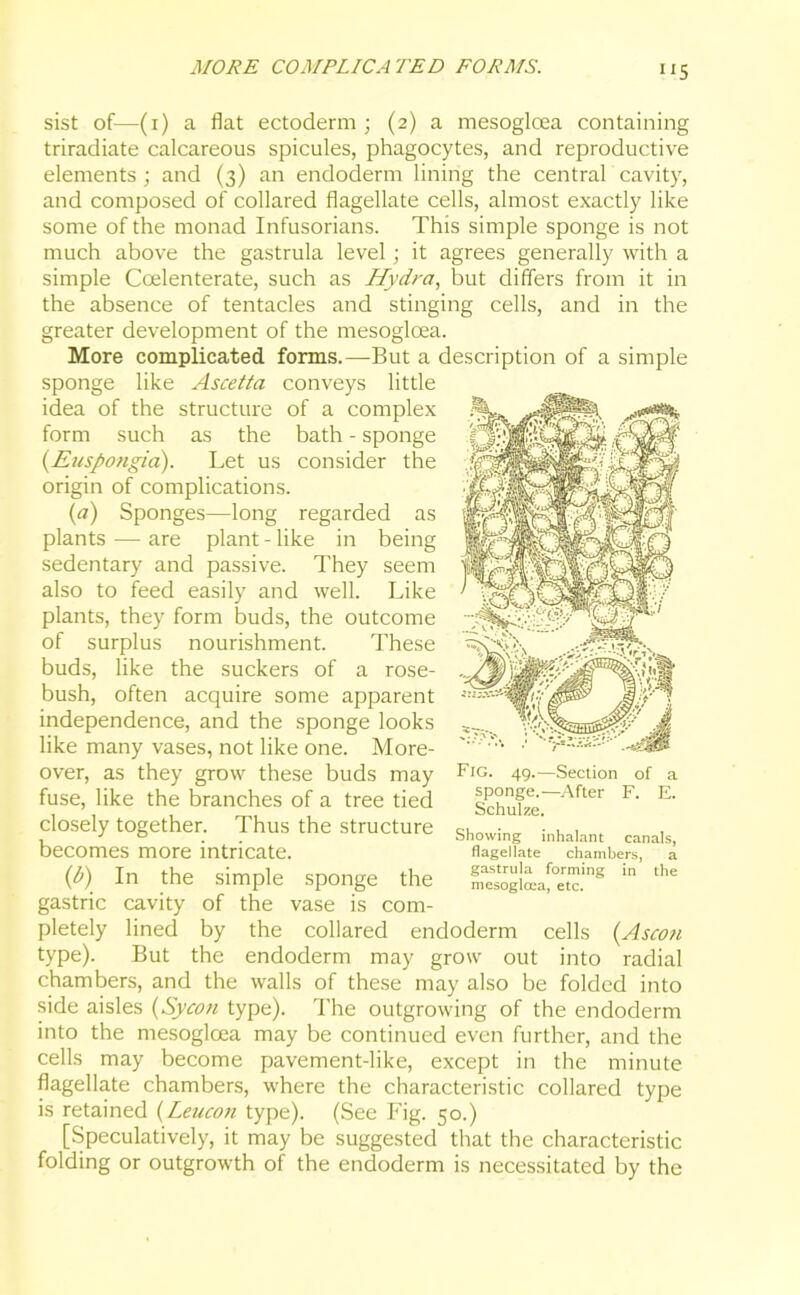 sist of—(1) a flat ectoderm ; (2) a mesoglcea containing triradiate calcareous spicules, phagocytes, and reproductive elements ; and (3) an endoderm lining the central cavity, and composed of collared flagellate cells, almost exactly like some of the monad Infusorians. This simple sponge is not much above the gastrula level; it agrees generally with a simple Coelenterate, such as Hydra, but differs from it in the absence of tentacles and stinging cells, and in the greater development of the mesogloea. More complicated forms.—But a description of a simple sponge like Ascetta conveys little idea of the structure of a complex form such as the bath - sponge (Euspongia). Let us consider the origin of complications. (a) Sponges—long regarded as plants — are plant-like in being sedentary and passive. They seem also to feed easily and well. Like plants, they form buds, the outcome of surplus nourishment. These buds, like the suckers of a rose- bush, often acquire some apparent independence, and the sponge looks like many vases, not like one. More- over, as they grow these buds may fuse, like the branches of a tree tied closely together. Thus the structure becomes more intricate. (fr) In the simple sponge the gastric cavity of the vase is com- pletely lined by the collared endoderm cells (A scon type). But the endoderm may grow out into radial chambers, and the walls of these may also be folded into side aisles (Sycon type). The outgrowing of the endoderm into the mesogloea may be continued even further, and the cells may become pavement-like, except in the minute flagellate chambers, where the characteristic collared type is retained (Leucon type). (See Fig. 50.) [Speculatively, it may be suggested that the characteristic folding or outgrowth of the endoderm is necessitated by the Fig. 49.—Section of a sponge.—After F. E. Schulze. Showing inhalant canals, flagellate chambers, a gastrula forming in the mesogloea, etc.