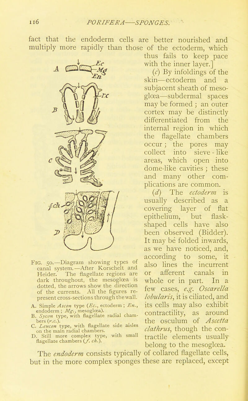 fact that the endoderm cells are better nourished and multiply more rapidly than those of the ectoderm, which thus fails to keep pace A Ec Eti Fig. 50.—Diagram showing types of canal system.—After Korschelt and Heider. The flagellate regions are dark throughout, the mesogloea is dotted, the arrows show the direction of the currents. All the figures re- present cross-sections through the wall. A. Simple Ascon type (Ec., ectoderm; En., endoderm; Mg., mesogloea). B. Sycon type, with flagellate radial cham- bers (r.c.). C. Leucon type, with flagellate side aisles on the main radial chambers. D. Still more complex type, with small flagellate chambers {/. c/t.). with the inner layer.] (c) By infoldings of the skin—ectoderm and a subjacent sheath of meso- gloea—subdermal spaces may be formed ; an outer cortex may be distinctly differentiated from the internal region in which the flagellate chambers occur; the pores may collect into sieve - like areas, which open into dome-like cavities ; these and many other com- plications are common. (d) The ectoderm is usually described as a covering layer of flat epithelium, but flask- shaped cells have also been observed (Bidder). It may be folded inwards, as we have noticed, and, according to some, it also lines the incurrent or afferent canals in whole or in part. In a few cases, e.g. Oscarella lobiilaris, it is ciliated, and its cells may also exhibit contractility, as around the osculum of Ascetta clathrus, though the con- tractile elements usually belong to the mesogloea. The endoderm consists typically of collared flagellate cells, but in the more complex sponges these are replaced, except