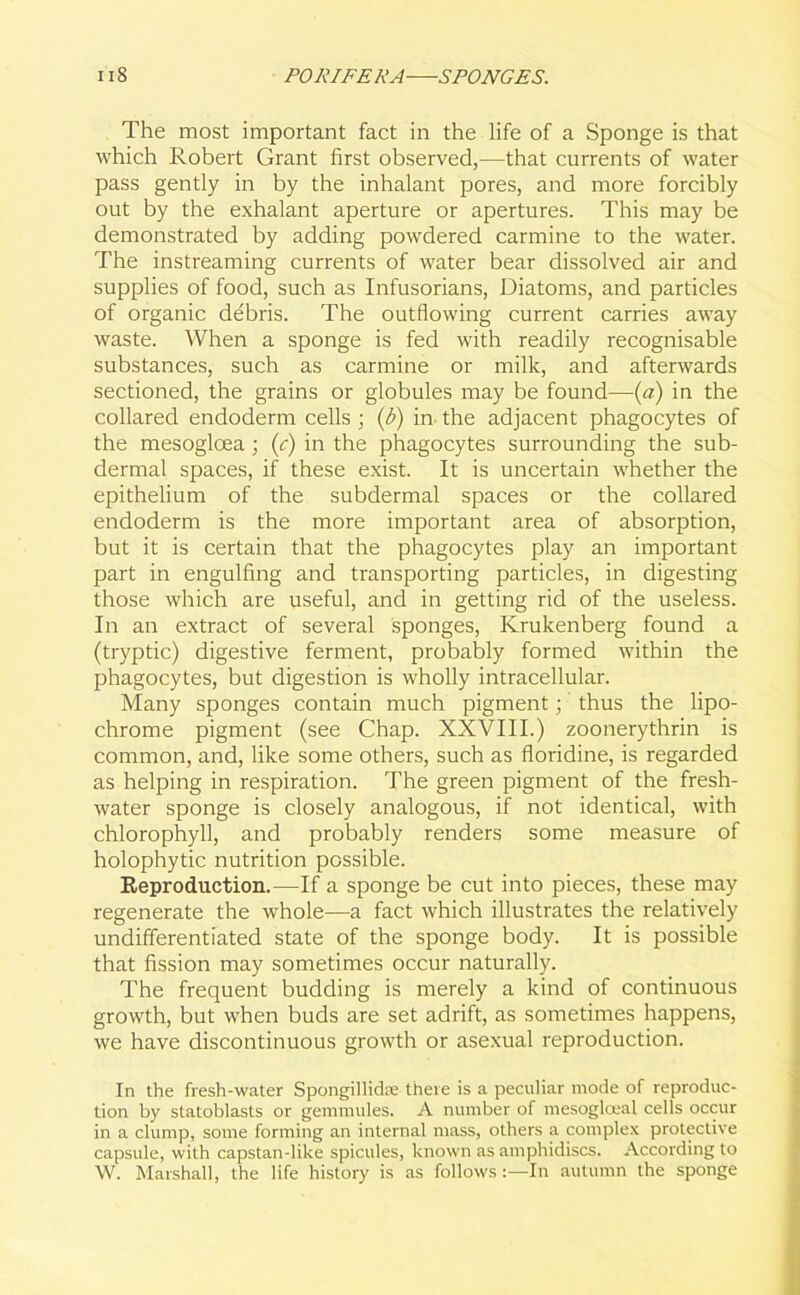 The most important fact in the life of a Sponge is that which Robert Grant first observed,—that currents of water pass gently in by the inhalant pores, and more forcibly out by the exhalant aperture or apertures. This may be demonstrated by adding powdered carmine to the water. The instreaming currents of water bear dissolved air and supplies of food, such as Infusorians, Diatoms, and particles of organic debris. The outflowing current carries away waste. When a sponge is fed with readily recognisable substances, such as carmine or milk, and afterwards sectioned, the grains or globules may be found—(a) in the collared endoderm cells ; (b) in the adjacent phagocytes of the mesoglcea; (c) in the phagocytes surrounding the sub- dermal spaces, if these exist. It is uncertain whether the epithelium of the subdermal spaces or the collared endoderm is the more important area of absorption, but it is certain that the phagocytes play an important part in engulfing and transporting particles, in digesting those which are useful, and in getting rid of the useless. In an extract of several sponges, Krukenberg found a (tryptic) digestive ferment, probably formed within the phagocytes, but digestion is wholly intracellular. Many sponges contain much pigment; thus the lipo- chrome pigment (see Chap. XXVIII.) zoonerythrin is common, and, like some others, such as floridine, is regarded as helping in respiration. The green pigment of the fresh- water sponge is closely analogous, if not identical, with chlorophyll, and probably renders some measure of holophytic nutrition possible. Reproduction.—If a sponge be cut into pieces, these may regenerate the whole—a fact which illustrates the relatively undifferentiated state of the sponge body. It is possible that fission may sometimes occur naturally. The frequent budding is merely a kind of continuous growth, but when buds are set adrift, as sometimes happens, we have discontinuous growth or asexual reproduction. In the fresh-water Spongillidre there is a peculiar mode of reproduc- tion by statoblasts or gemmules. A number of mesoglceal cells occur in a clump, some forming an internal mass, others a complex protective capsule, with capstan-like spicules, known as amphidiscs. According to W. Marshall, the life history is as follows:—In autumn the sponge