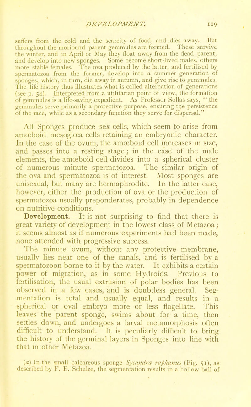 suffers from the cold and the scarcity of food, and dies away. But throughout the moribund parent gemmules are formed. These survive the winter, and in April or May they float away from the dead parent, and develop into new sponges. Some become short-lived males, others more stable females. The ova produced by the latter, and fertilised by spermatozoa from the former, develop into a summer generation of sponges, which, in turn, die away in autumn, and give rise to gemmules. The life history thus illustrates what is called alternation of generations (see p. 54). Interpreted from a utilitarian point of view, the formation of gemmules is a life-saving expedient. As Professor Sollas says, “ the gemmules serve primarily a protective purpose, ensuring tfye persistence of the race, while as a secondary function they serve for dispersal. ” All Sponges produce sex cells, which seem to arise from amoeboid mesoglcea cells retaining an embryonic character. In the case of the ovum, the amoeboid cell increases in size, and passes into a resting stage; in the case of the male elements, the amoeboid cell divides into a spherical cluster of numerous minute spermatozoa. The similar origin of the ova and spermatozoa is of interest. Most sponges are unisexual, but many are hermaphrodite. In the latter case, however, either the pioduction of ova or the production of spermatozoa usually preponderates, probably in dependence on nutritive conditions. Development. - -It is not surprising to find that there is great variety of development in the lowest class of Metazoa ; it seems almost as if numerous experiments had been made, none attended with progressive success. The minute ovum, without any protective membrane, usually lies near one of the canals, and is fertilised by a spermatozoon borne to it by the water. It exhibits a certain power of migration, as in some Hydroids. Previous to fertilisation, the usual extrusion of polar bodies has been observed in a few cases, and is doubtless general. Seg- mentation is total and usually equal, and results in a spherical or oval embryo more or less flagellate. This leaves the parent sponge, swims about for a time, then settles down, and undergoes a larval metamorphosis often difficult to understand. It is peculiarly difficult to bring the history of the germinal layers in Sponges into line with that in other Metazoa. (a) In the small calcareous sponge Sycandra raphanus (Fig. 51), as described by F. E. Schulze, the segmentation results in a hollow ball of
