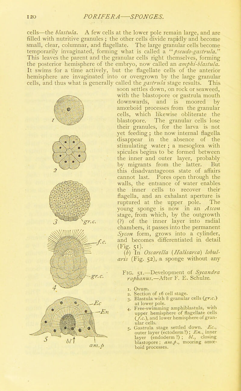 Fig. 51.—Development of Sycandra raphanus.—After F. E. Schulze. 1. Ovum. 2. Section of 16 cell stage. 3. Blastula with 8 granular cells (gr.c.) at lower pole. 4. Free-swimming amphiblastula, with upper hemisphere of flagellate cells (f.c.), and lower hemisphere of gran- ular cells. 5. Gastrula stage settled down. Ec., outer layer (ectoderm ?); En., inner layer (endoderm ?) ; bl., closing blastopore; am.p., mooring amoe- boid processes. cells—the blastula. A few cells at the lower pole remain large, and are filled with nutritive granules ; the other cells divide rapidly and become small, clear, columnar, and flagellate. The large granular cells become temporarily invaginated, forming what is called a ‘‘pseudo-gaslrula.” This leaves the parent and the granular cells right themselves, forming the posterior hemisphere of the embryo, now called an amphi-blastula. It swims for a time actively, but the flagellate cells of the anterior hemisphere are invaginated into or overgrown by the large granular cells, and thus what is generally called the gastrula stage results. This soon settles down, on rock or seaweed, with the blastopore or gastrula mouth downwards, and is moored by amoeboid processes from the granular cells, which likewise obliterate the blastopore. The granular cells lose their granules, for the larva is not yet feeding ; the now internal flagella disappear in the absence of the stimulating water ; a mesogloea with spicules begins to be formed between the inner and outer layer, probably by migrants from the latter. But this disadvantageous state of affairs cannot last. Pores open through the walls, the entiance of water enables the inner cells to recover their flagella, and an exhalant aperture is ruptured at the upper pole. The young sponge is now in an Ascon stage, from which, by the outgrowth c. (?) of the inner layer into radial chambers, it passes into tbe permanent Sycon form, grows into a cylinder, and becomes differentiated in detail (Fig- 51 2 3 4 5)- (b) In Oscarella (Hahsarca) lobul- aris (Fig. 52), a sponge without any
