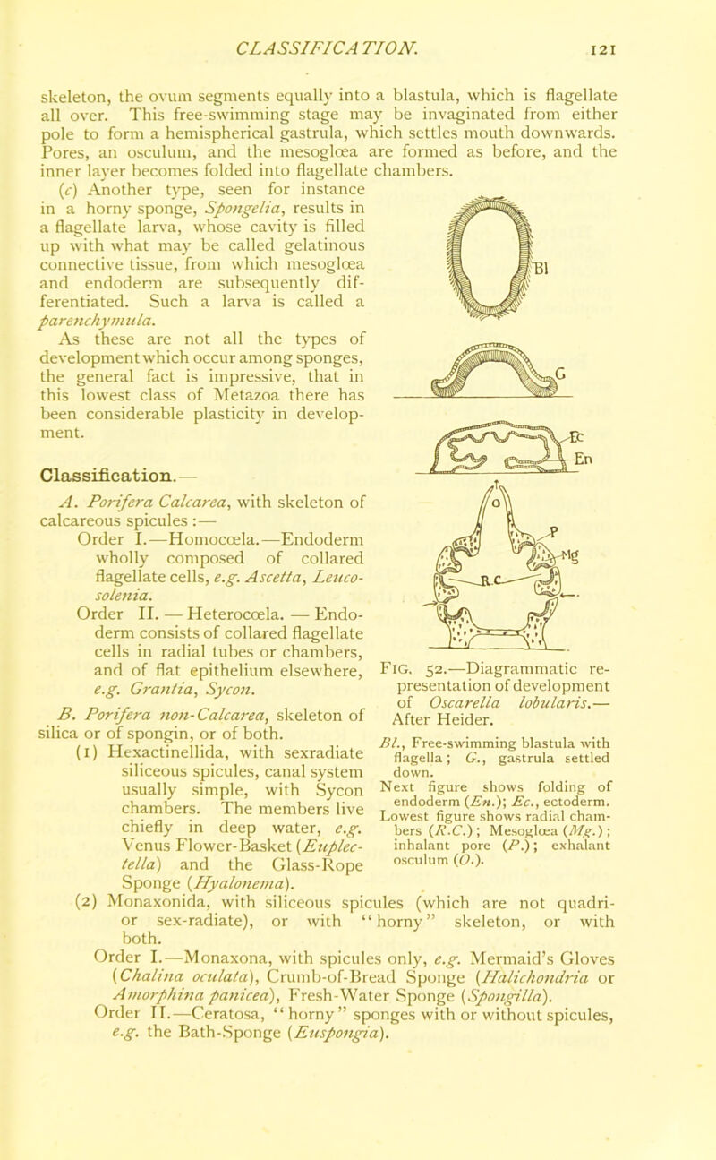 skeleton, the ovum segments equally into a blastula, which is flagellate all over. This free-swimming stage may be invaginated from either pole to form a hemispherical gastrula, which settles mouth downwards. Pores, an osculum, and the mesogloea are formed as before, and the inner layer becomes folded into flagellate chambers. (e) Another type, seen for instance in a horny sponge, Spongelia, results in a flagellate larva, whose cavity is filled up with what may be called gelatinous connective tissue, from which mesoglcea and endoderm are subsequently dif- ferentiated. Such a larva is called a parenchymula. As these are not all the types of development which occur among sponges, the general fact is impressive, that in this lowest class of Metazoa there has been considerable plasticity in develop- ment. Classification. — A. Porifera Calcarea, with skeleton of calcareous spicules:— Order I.—Homocoela.—Endoderm wholly composed of collared flagellate cells, e.g. Ascetta, Leuco- solenia. Order II. — Heterocoela. — Endo- derm consists of collared flagellate cells in radial tubes or chambers, and of flat epithelium elsewhere, e.g. Grantia, Sycon. B. Porifera non-Calcarea, skeleton of silica or of spongin, or of both. Fig. 52.—Diagrammatic re- presentation of development of Oscarella lobularis.— After Heider. (1) Hexactinellida, with sexradiate siliceous spicules, canal system usually simple, with Sycon chambers. The members live chiefly in deep water, e.g. Venus Flower-Basket (Euplec- tella) and the Glass-Rope Sponge (Hyalonema). (2) Monaxonida, with siliceous spicules (which are not quadri- or sex-radiate), or with “horny” skeleton, or with both. Bl., Free-swimming blastula with flagella; G., gastrula settled down. Next figure shows folding of endoderm (En.); Ec., ectoderm. Lowest figure shows radial cham- bers (R.C.) ; Mesogloea (Mg.); inhalant pore (P.); exhalant osculum (O.). Order I.—Monaxona, with spicules only, e.g. Mermaid’s Gloves (Chalina oculata), Crumb-of-Bread Sponge (Halichondria or Amorphina panicea), Fresh-Water Sponge (Spongilla). Order II.—Ceratosa, “ horny ” sponges with or without spicules, e.g. the Bath-Sponge (Euspongia).