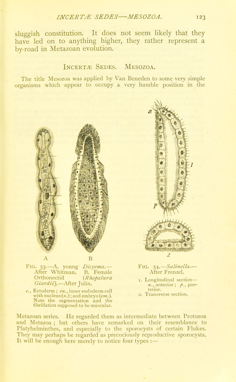 sluggish constitution. It does not seem likely that they have led on to anything higher, they rather represent a by-road in Metazoan evolution. Incertze Sedes. Mesozoa. The title Mesozoa was applied by Van Beneden to some very simple organisms which appear to occupy a very humble position in the Fig. 53.—A. young Dicyema.— After Whitman. B. Female Orthonectid (Rhopaiura Giardii).—After Julin. c., Ectoderm; en., inner endoderm cell with nucleus («.); and embryo («»/.). Note the segmentation and the fibrillation supposed to be muscular. FlG. 54.—Salinella.— After Frenzel. 1. Longitudinal section— a., anterior; p., pos- terior. 2. Transverse section. Metazoan series. He regarded them as intermediate between Protozoa and Metazoa ; but others have remarked on their resemblance to Platyhelminthes, and especially to the sporocysts of certain Flukes. They may perhaps be regarded as precociously reproductive sporocysts. It will be enough here merely to notice four types :—