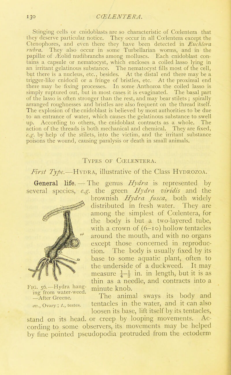 Stinging cells or cnidoblasts are so characteristic of Coelentera that they deserve particular notice. They occur in all Coelentera except the Ctenophores, and even there they have been detected in Euclilora rubra. They also occur in some Turbellarian worms, and in the papillae of /Eolid nudibranchs among molluscs. Each cnidoblast con- tains a capsule or nematocyst, which encloses a coiled lasso lying in an irritant gelatinous substance. The nematocyst fills most of the cell, but there is a nucleus, etc., besides. At the distal end there may be a trigger-like cnidocil or a fringe of bristles, etc. At the proximal end there may be fixing processes. In some Anthozoa the coiled lasso is simply ruptured out, but in most cases it is evaginated. The basal part of the lasso is often stronger than the rest, and may bear stilets ; spirally arranged roughnesses and bristles are also frequent on the thread itself. The explosion of the cnidoblast is believed by most authorities to be due to an entrance of water, which causes the gelatinous substance to swell up. According to others, the cnidoblast contracts as a whole. The action of the threads is both mechanical and chemical. They are fixed, e.g. by help of the stilets, into the victim, and the irritant substance poisons the wound, causing paralysis or death in small animals. Types of Ccelentera. First Type.—Hydra, illustrative of the Class Hydrozoa. General life. several species, The genus Hydra is represented by r the green Hydra viridis and the brownish Hydra fusca, both widely distributed in fresh water. They are among the simplest of Coelentera, for the body is but a two-layered tube, with a crown of (6-10) hollow tentacles around the mouth, and with no organs except those concerned in reproduc- tion. The body is usually fixed by its base to some aquatic plant, often to the underside of a duckweed. It may measure in. in length, but it is as thin as a needle, and contracts into a minute knob. The animal sways its body and tentacles in the water, and it can also loosen its base, lift itself by its tentacles, stand on its head, or creep by looping movements. Ac- cording to some observers, its movements may be helped by fine pointed pseudopodia protruded from the ectoderm Fig. 56.—Hydra hang- ing from water-weed. -—After Greene. ovOvary; testes.