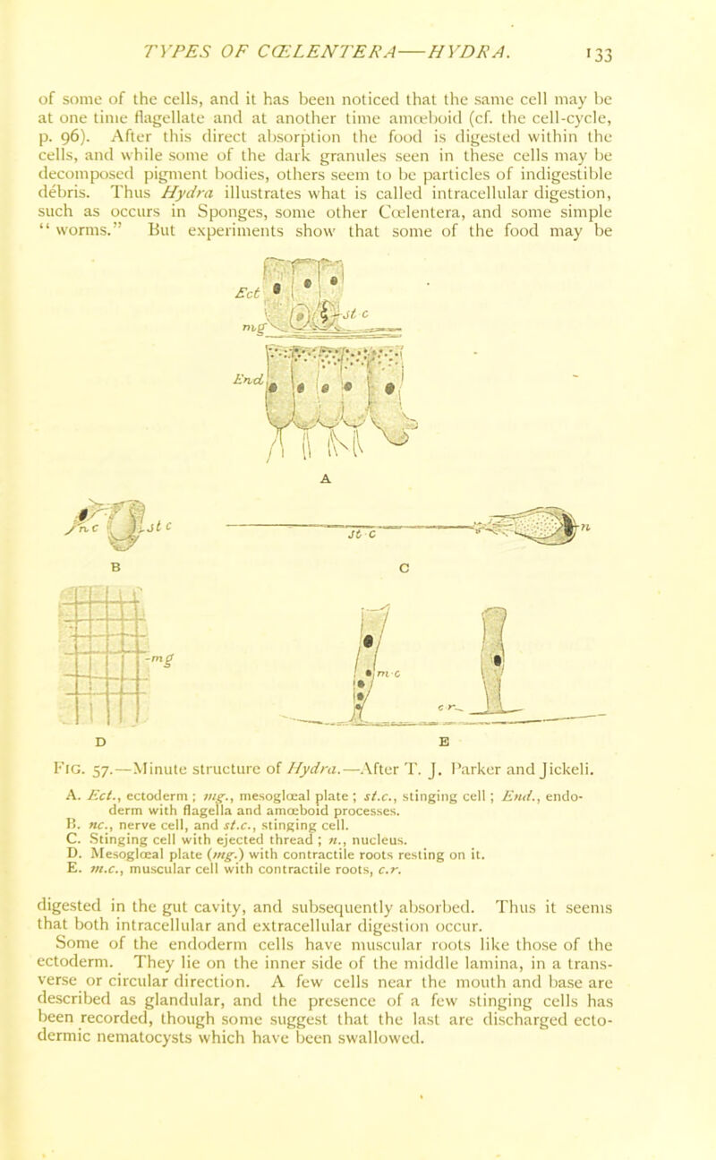 r33 of some of the cells, and it has been noticed that the same cell may be at one time flagellate and at another time amoeboid (cf. the cell-cycle, p. 96). After this direct absorption the food is digested within the cells, and while some of the dark granules seen in these cells may be decomposed pigment bodies, others seem to be particles of indigestible debris. Thus Hydra illustrates what is called intracellular digestion, such as occurs in Sponges, some other Ccelentera, and some simple “ worms.” But experiments show that some of the food may be Fig. 57.—Minute structure of Hydra.—After T. J. Parker and Jickeli. A. Ect., ectoderm ; mg., mesoglceal plate ; st.c., stinging cell; End., endo- derm with flagella and amoeboid processes. B. nc., nerve cell, and st.c., stinging cell. C. Stinging cell with ejected thread ; nucleus. D. Mesogloeal plate (mg.) with contractile roots resting on it. E. m.c., muscular cell with contractile roots, c.r. digested in the gut cavity, and subsequently absorbed. Thus it seems that both intracellular and extracellular digestion occur. Some of the endoderm cells have muscular roots like those of the ectoderm. They lie on the inner side of the middle lamina, in a trans- verse or circular direction. A few cells near the mouth and base are described as glandular, and the presence of a few stinging cells has been recorded, though some suggest that the last are discharged ecto- dermic nematocysts which have been swallowed.