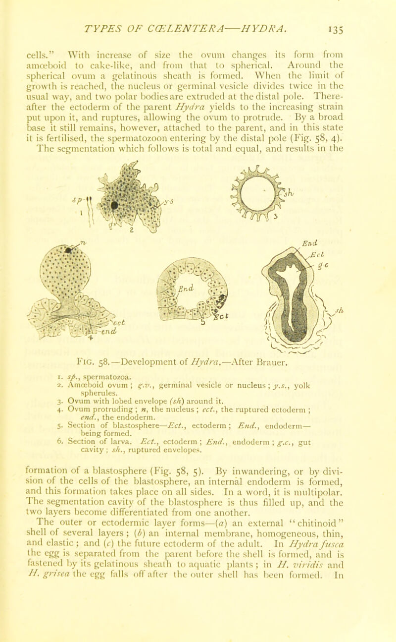 cells.” With increase of size the ovum changes its form from amceboid to cake-like, and from that to spherical. Around the spherical ovum a gelatinous sheath is formed. When the limit of growth is reached, the nucleus or germinal vesicle divides twice in the usual way, and two polar bodies are extruded at the distal pole. There- after the ectoderm of the parent Hydra yields to the increasing strain put upon it, and ruptures, allowing the ovum to protrude. By a broad base it still remains, however, attached to the parent, and in this state it is fertilised, the spermatozoon entering by the distal pole (Fig. 58, 4). The segmentation which follows is total and equal, and results in the Fig. 58.—Development of Hydra.—After Brauer. 1. sp., spermatozoa. 2. Amoeboid ovum; g.v., germinal vesicle or nucleus ; y.s., yolk spherules. 3. Ovum with lobed envelope (s/i) around it. 4. Ovum protruding; n, the nucleus; ect., the ruptured ectoderm ; end., the endoderm. 5. Section of blastosphere—Ect., ectoderm; Etui., endoderm— being formed. 6. Section of larva. Ect., ectoderm ; End., endoderm ; g.c., gut cavity; s/i., ruptured envelopes. formation of a blastosphere (Fig. 58, 5). By inwandering, or by divi- sion of the cells of the blastosphere, an internal endoderm is formed, and this formation takes place on all sides. In a word, it is multipolar. The segmentation cavity of the blastosphere is thus fdled up, and the two layers become differentiated from one another. The outer or ectodermic layer forms—(a) an external “chitinoid” shell of several layers ; (A) an internal membrane, homogeneous, thin, and elastic ; and (c) the future ectoderm of the adult. In Hydra ftt.ua the egg is separated from the parent before the shell is formed, and is fastened by its gelatinous sheath to aquatic plants ; in H. viridis and H. grt'sea the egg falls off after the outer shell has been formed. In