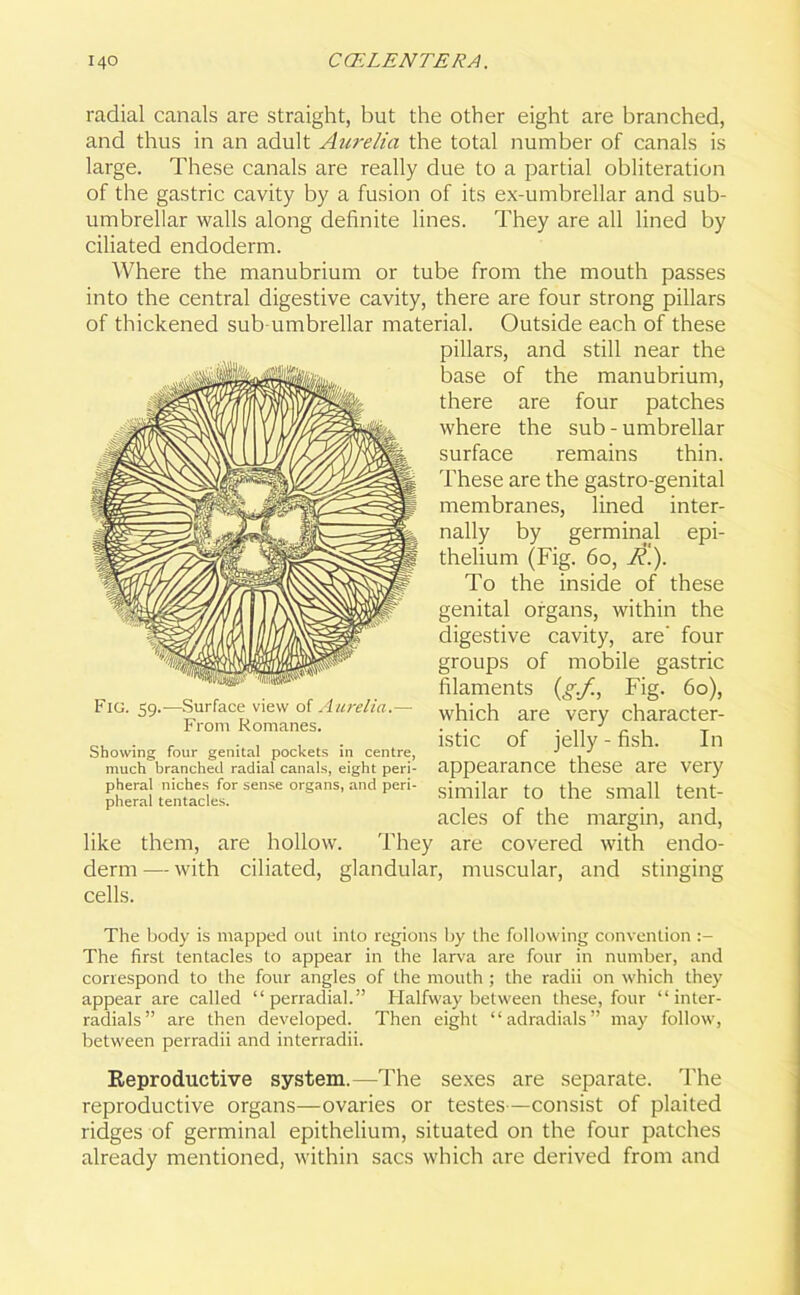 radial canals are straight, but the other eight are branched, and thus in an adult Aurelia the total number of canals is large. These canals are really due to a partial obliteration of the gastric cavity by a fusion of its ex-umbrellar and sub- umbrellar walls along definite lines. They are all lined by ciliated endoderm. Where the manubrium or tube from the mouth passes into the central digestive cavity, there are four strong pillars of thickened sub-umbrellar material. Outside each of these pillars, and still near the base of the manubrium, there are four patches where the sub - umbrellar surface remains thin. These are the gastro-genital membranes, lined inter- nally by germinal epi- thelium (Fig. 60, _/?.). To the inside of these genital organs, within the digestive cavity, are' four groups of mobile gastric filaments {g.f., Fig. 60), which are very character- istic of jelly - fish. In appearance these are very similar to the small tent- acles of the margin, and, like them, are hollow. They are covered with endo- derm — with ciliated, glandular, muscular, and stinging cells. The body is mapped out into regions by the following convention The first tentacles to appear in the larva are four in number, and correspond to the four angles of the mouth ; the radii on which they appear are called “perradial.” Halfway between these, four “ inter- radials” are then developed. Then eight “adradials” may follow, between perradii and interradii. Reproductive system. The sexes are separate. The reproductive organs—ovaries or testes—consist of plaited ridges of germinal epithelium, situated on the four patches already mentioned, within sacs which are derived from and Fig. 59.—Surface view of Aurelia.— From Romanes. Showing four genital pockets in centre, much branched radial canals, eight peri- pheral niches for sense organs, and peri- pheral tentacles.
