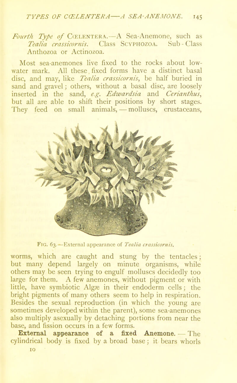 Fourth Type of Ccelentera.—A Sea-Anemone, such as Tea/ia crassicornis. Class Scyphozoa. Sub-Class Anthozoa or Actinozoa. Most sea-anemones live fixed to the rocks about low- water mark. All these fixed forms have a distinct basal disc, and may, like Tenlia crassicornis, be half buried in sand and gravel; others, without a basal disc, are loosely inserted in the sand, e.g. Edwardsia and Cerianthus, but all are able to shift their positions by short stages. They feed on small animals, — molluscs, crustaceans, Fig. 63.—External appearance of Tealia crassicornis. worms, which are caught and stung by the tentacles; but many depend largely on minute organisms, while others may be seen trying to engulf molluscs decidedly too large for them. A few anemones, without pigment or with little, have symbiotic Algte in their endoderm cells; the bright pigments of many others seem to help in respiration. Besides the sexual reproduction (in which the young are sometimes developed within the parent), some sea-anemones also multiply asexually by detaching portions from near the base, and fission occurs in a few forms. External appearance of a fixed Anemone. — The cylindrical body is fixed by a broad base; it bears whorls 10