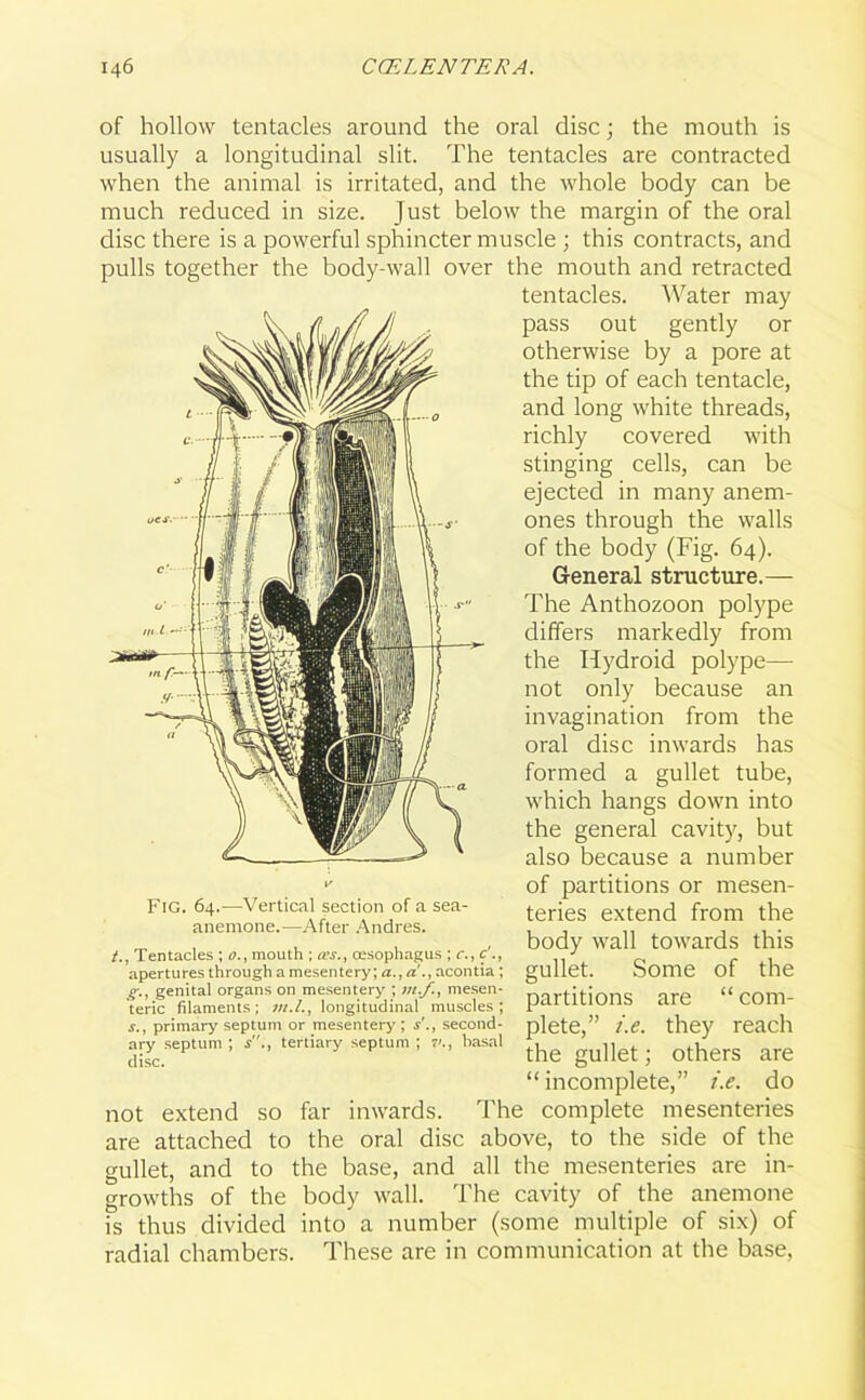 of hollow tentacles around the oral disc; the mouth is usually a longitudinal slit. The tentacles are contracted when the animal is irritated, and the whole body can be much reduced in size. Just below the margin of the oral disc there is a powerful sphincter muscle ; this contracts, and pulls together the body-wall over the mouth and retracted tentacles. Water may pass out gently or otherwise by a pore at the tip of each tentacle, and long white threads, richly covered with stinging cells, can be ejected in many anem- ones through the walls of the body (Fig. 64). General structure.— The Anthozoon polype differs markedly from the Ilydroid polype— not only because an invagination from the oral disc inwards has formed a gullet tube, which hangs down into the general cavity, but also because a number of partitions or mesen- teries extend from the body wall towards this gullet. Some of the partitions are “ com- plete,” i.e. they reach Fig. 64.—-Vertical section of a sea- anemone.—After Andres. t., Tentacles ; o., mouth ; tvs., oesophagus ; c., c'., apertures through a mesentery; a., a'., acontia; g., genital organs on mesentery ; m.f., mesen- teric filaments; in.l., longitudinal muscles; s., primary septum or mesentery ; s'., second- ary septum ; s., tertiary septum disc. 7'., hasal the gullet; others are “incomplete,” i.e. do not extend so far inwards. The complete mesenteries are attached to the oral disc above, to the side of the gullet, and to the base, and all the mesenteries are in- growths of the body wall. The cavity of the anemone is thus divided into a number (some multiple of six) of radial chambers. These are in communication at the base,