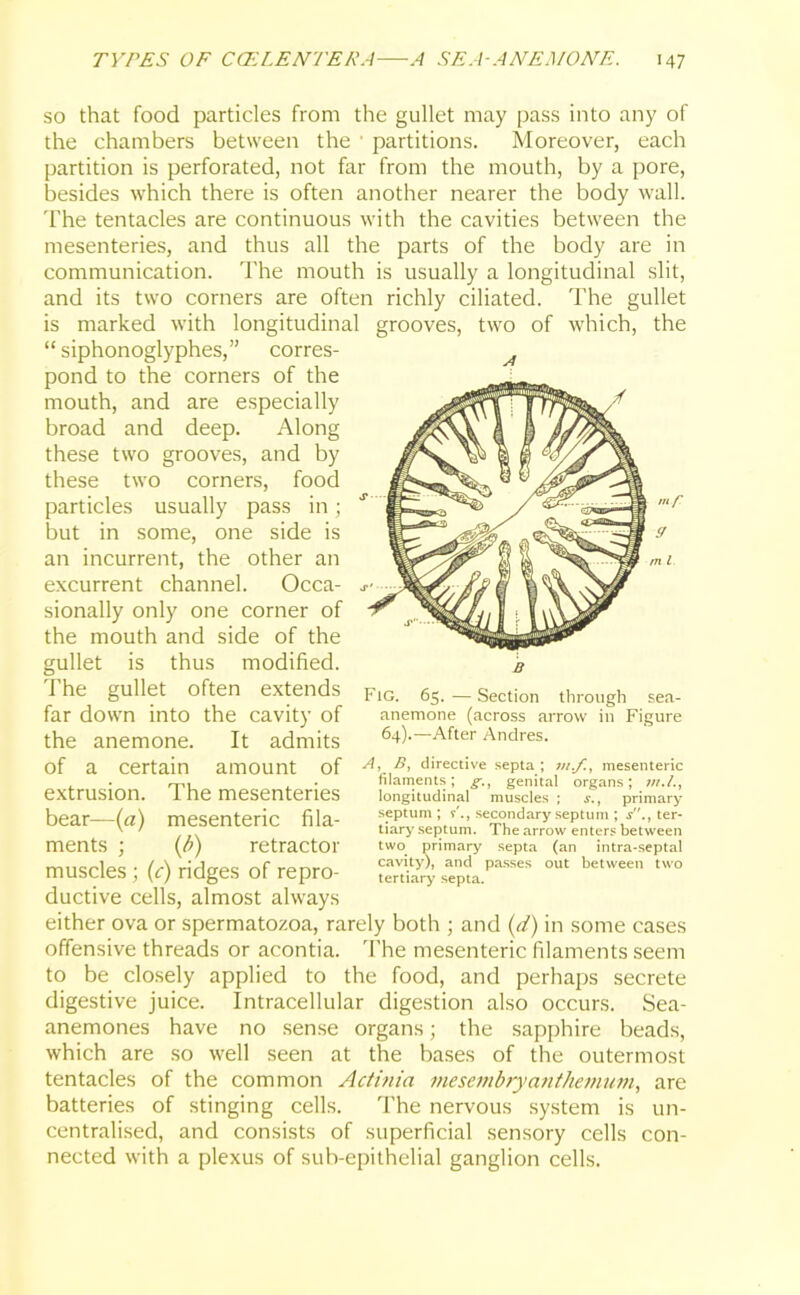 so that food particles from the gullet may pass into any of the chambers between the ■ partitions. Moreover, each partition is perforated, not far from the mouth, by a pore, besides which there is often another nearer the body wall. The tentacles are continuous with the cavities between the mesenteries, and thus all the parts of the body are in communication. The mouth is usually a longitudinal slit, and its two corners are often richly ciliated. The gullet is marked with longitudinal grooves, two of which, the “siphonoglyphes,” corres- ^ pond to the corners of the mouth, and are especially broad and deep. Along these two grooves, and by these two corners, food particles usually pass in; but in some, one side is an incurrent, the other an excurrent channel. Occa- sionally only one corner of the mouth and side of the gullet is thus modified. The gullet often extends far down into the cavity of the anemone. It admits of a certain amount of extrusion. The mesenteries bear—(a) mesenteric fila- mf m l ments ; (b) retractor Fig. 65. — Section through sea- anemone (across arrow in Figure 64).—After Andres. A, B, directive septa ; in./., mesenteric filaments; g., genital organs; nr./., longitudinal muscles ; s., primary septum ; r'., secondary septum ; .s'.. ter- tiary septum. The arrow enters between two primary septa (an intra-septal cavity), and passes out between two tertiary septa. muscles ; (c) ridges of repro- ductive cells, almost always either ova or spermatozoa, rarely both ; and (d) in some cases offensive threads or acontia. The mesenteric filaments seem to be closely applied to the food, and perhaps secrete digestive juice, intracellular digestion also occurs. Sea- anemones have no sense organs; the sapphire beads, which are so well seen at the bases of the outermost tentacles of the common Actinia mesembryanthemum, are batteries of stinging cells. The nervous system is un- centralised, and consists of superficial sensory cells con- nected with a plexus of sub-epithelial ganglion cells.