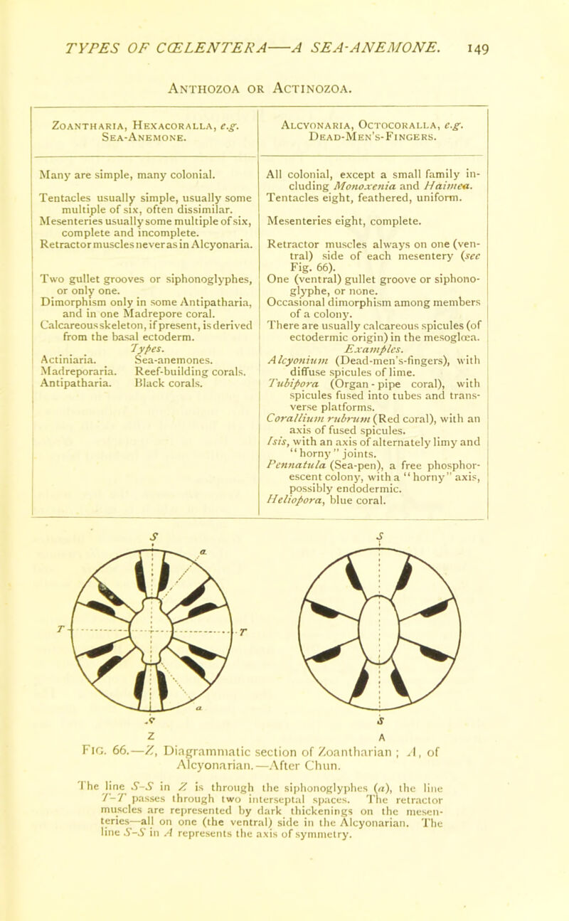Anthozoa or Actinozoa. ZOANTHARTA, HeXACORALLA, e.g. Sea-Anemone. Alcyonaria, Octocoralla, e.g. Dead-Men’s-Fingers. Many are simple, many colonial. Tentacles usually simple, usually some multiple of six, often dissimilar. Mesenteries usually some multiple of six, complete and incomplete. Retractor muscles never as in Alcyonaria. Two gullet grooves or siphonoglyphes, or only one. Dimorphism only in some Antipatharia, and in one Madrepore coral. Calcareous skeleton, if present, is derived from the basal ectoderm. Types. Actiniaria. Sea-anemones. Madreporaria. Reef-building corals. Antipatharia. Black corals. All colonial, except a small family in- cluding Monoxenia and Haimea. Tentacles eight, feathered, uniform. Mesenteries eight, complete. Retractor muscles always on one (ven- tral) side of each mesentery (sec Fig. 66). One (ventral) gullet groove or siphono- glyphe, or none. Occasional dimorphism among members of a colony. There are usually calcareous spicules (of ectodermic origin) in the mesoglcea. Examples. Alcyonium (Dead-men’s-fingers), with diffuse spicules of lime. Tubipora (Organ - pipe coral), with spicules fused into tubes and trans- verse platforms. Corallium rubrutn (Red coral), with an axis of fused spicules. /sis, with an axis of alternately limy and “ horny ” joints. Pennatula (Sea-pen), a free phosphor- escent colony, with a “ horny” axis, possibly endodermic. Heliopora, blue coral. z A Fig. 66.—Z, Diagrammatic section of Zoantharian ; A, of Alcyonarian.—After Chun. i he line 6*-6* in Z is through the siphonoglyphes (a), the line 1 ~F passes through two interseptal spaces. The retractor muscles are represented by dark thickenings on the mesen- teries—all on one (the ventral) side in the Alcyonarian. The line S-S in A represents the axis of symmetry.
