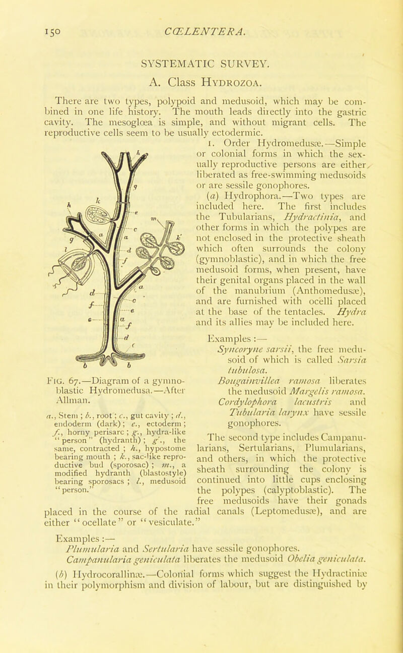 SYSTEMATIC SURVEY. A. Class Hydrozoa. There are two types, polypoid and medusoid, which may be com- bined in one life history. The mouth leads directly into the gastric cavity. The mesoglcea is simple, and without migrant cells. The reproductive cells seem to be usually ectodermic. t. Order Hydromedusse,—Simple or colonial forms in which the sex- ually reproductive persons are either, liberated as free-swimming medusoids or are sessile gonophores. (a) Hydrophora.—Two types are included here. The first includes the Tubularians, Hydractinia, and other forms in which the polypes are not enclosed in the protective sheath which often surrounds the colony (gymnoblastic), and in which the free medusoid forms, when present, have their genital organs placed in the wall of the manubrium (Anthomeduste), and are furnished with ocelli placed at the base of the tentacles. Hydra and its allies may be included here. Examples:— Syncoryne sarsii, the free medu- soid of which is called Sarsia iubulosa. Bougainvillea ramosa liberates the medusoid Margelis ramosa. Cordylophora lacustris and Tubularia larynx have sessile gonophores. The second type includes Caiupanu- larians, Sertularians, I’lumularians, and others, in which the protective sheath surrounding the colony is continued into little cups enclosing the polypes (calyptoblastic). The free medusoids have their gonads placed in the course of the radial canals (Leptomedusae), and are either “ocellate” or “vesiculate.” Examples :— Plumularia and Sertularia have sessile gonophores. Campanularia geniculata liberates the medusoid Obeli a geniatlata. {b) HydrocorallinK.—Colonial forms which suggest the Hydractiniae in their polymorphism and division of labour, but are distinguished by Fig. 67.—Diagram of a gymno- blastic Hydromedusa.—After Allman. a., Stem ; 6., root; c., gut cavity ; d., endoderm (dark); c., ectoderm; /.’. horny perisarc ; g., hydra-like “ person ” (hydranth) ; g'., the same, contracted ; h., hypostome bearing mouth ; k., sac-like repro- ductive bud (sporosac) ; in., a modified hydranth (blastostyle) bearing sporosacs ; /., medusoid “ person.”