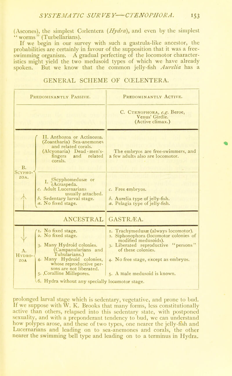 (Ascones), the simplest Ccelenlera {Hydra), and even by the simplest “worms” (Turbellarians). If we begin in our survey with such a gastrula-like ancestor, the probabilities are certainly in favour of the supposition that it was a free- swimming organism. A gradual perfecting of the locomotor character- istics might yield the two medusoid types of which we have already spoken. But we know that the common jelly-fish Aurelia has a GENERAL SCHEME OF CCELENTERA. Predominantly Passive. Predominantly Active. C. Ctenophora, e.g. Beroe, Venus’ Girdle. (Active climax.) B. ScYPHO-i ZOA. t II. Anthozoa or Actinozoa. (Zoantharia) Sea-anemones and related corals. (Alcyonaria) Dead - men’s- fingers and related corals. The embryos are free-swimmers, and a few adults also are locomotor. j (Scyphomedusae or (Acraspeda. c. Adult Lucernarians usually attached. b. Sedentary larval stage. a. No fixed stage. c. Free embryos. b. Aurelia type of jelly-fish. a. Pelagia type of jelly-fish. ANCESTRAL GASTRA3A. \ Hy zo / t. DRO-- A 'i. No fixed stage. 2. No fixed stage. 3. Many Hydroid colonies. (Campanularians and Tubularians.) 4. Many Hydroid colonies, whose reproductive per- sons are not liberated. 5. .Coralline Millepores. . 6. Hydra without any speciallj 1. Trachymedusae (always locomotor). 2. Siphonophora (locomotor colonies of modified medusoids). 3. Liberated reproductive “persons” of these colonies. 4. No free stage, except as embryos. 5. A male medusoid is known, locomotor stage. prolonged larval stage which is sedentary, vegetative, and prone to bud. If we suppose with W. K. Brooks that many forms, less constitutionally active than others, relapsed into this sedentary state, with postponed sexuality, and with a preponderant tendency to bud, we can understand how polypes arose, and these of two types, one nearer the jelly-fish and Lucernarians and leading on to sea-anemones and corals, the other nearer the swimming bell type and leading on to a terminus in Hydra.